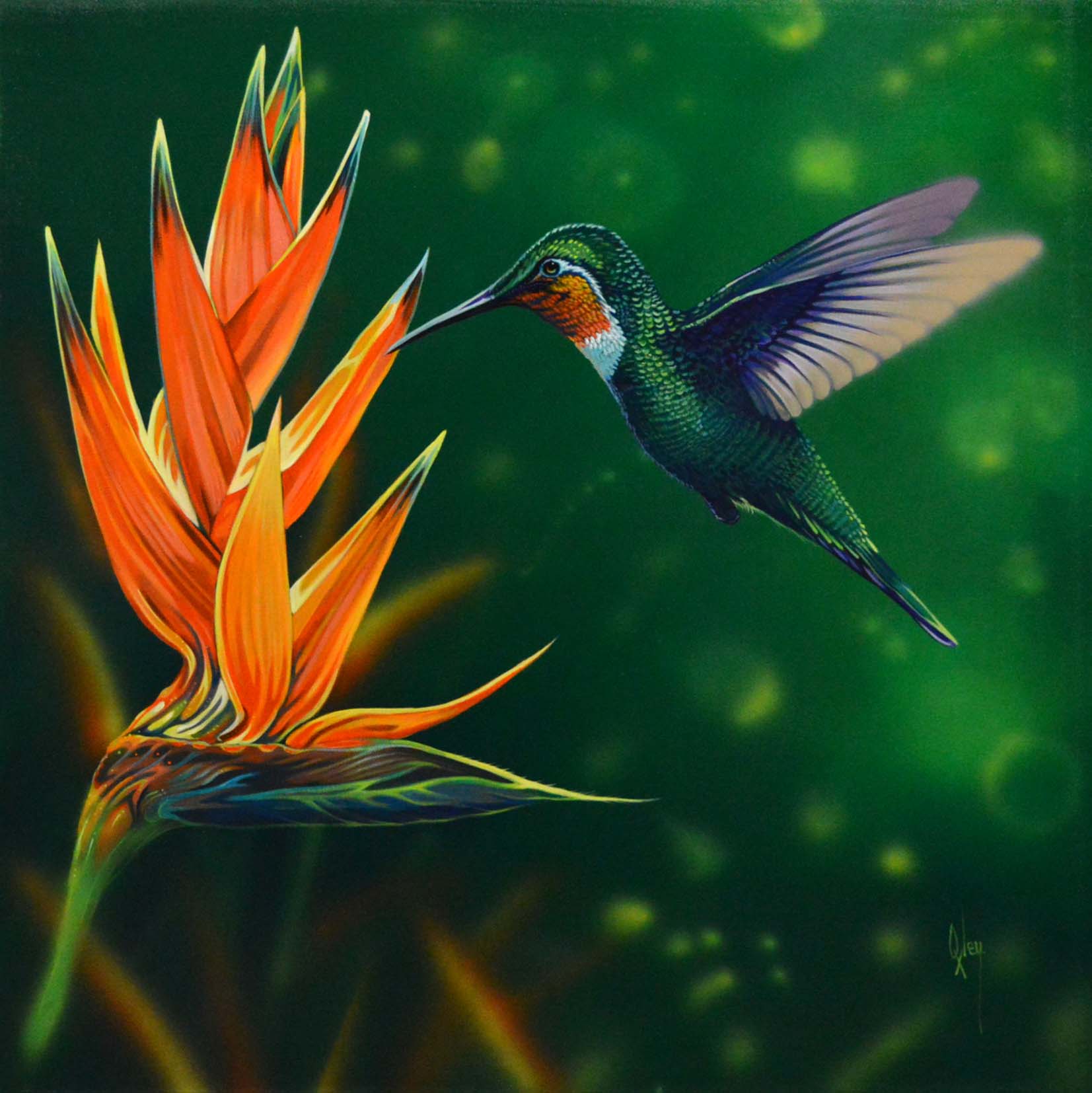 Cynanthus