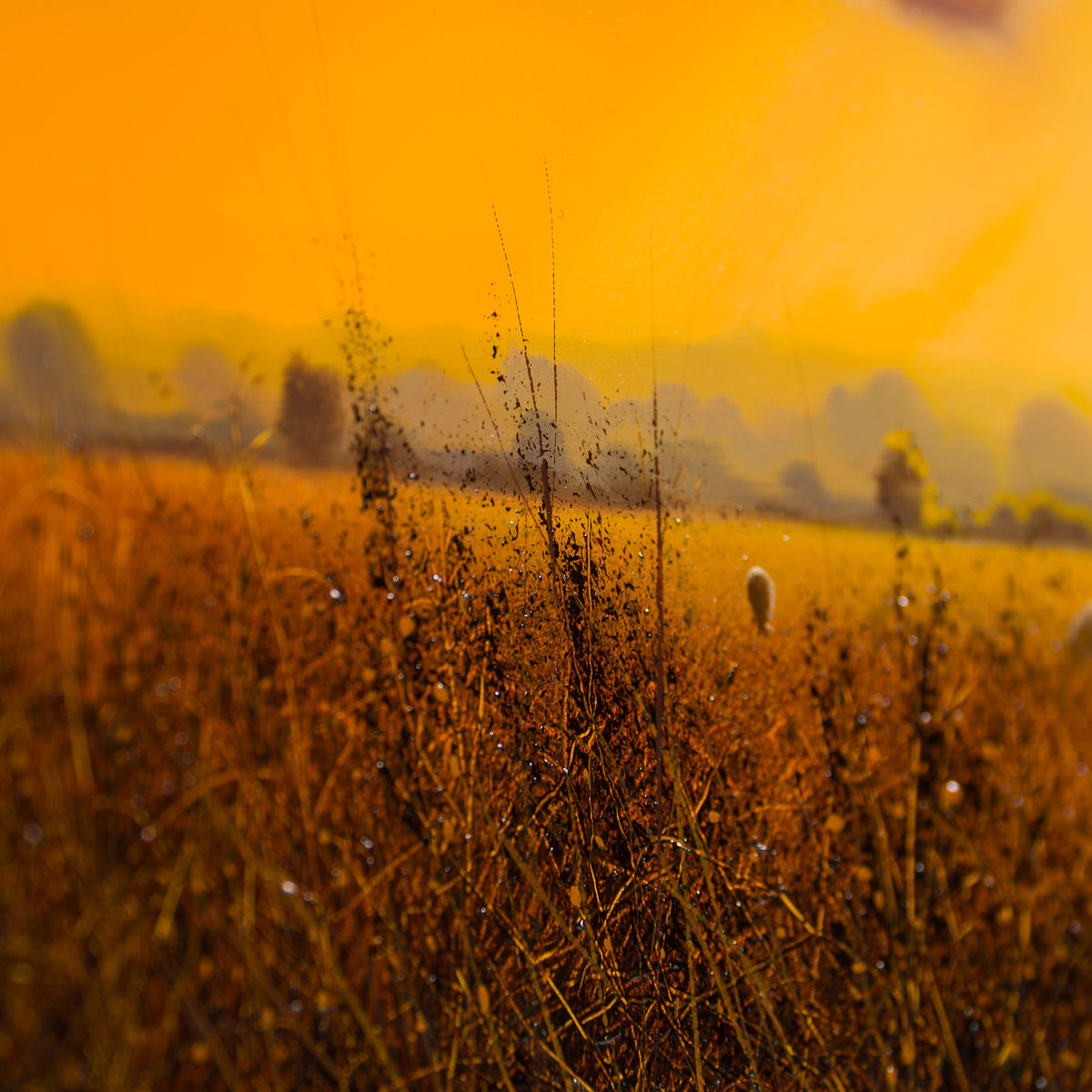 Sunburst Pasture