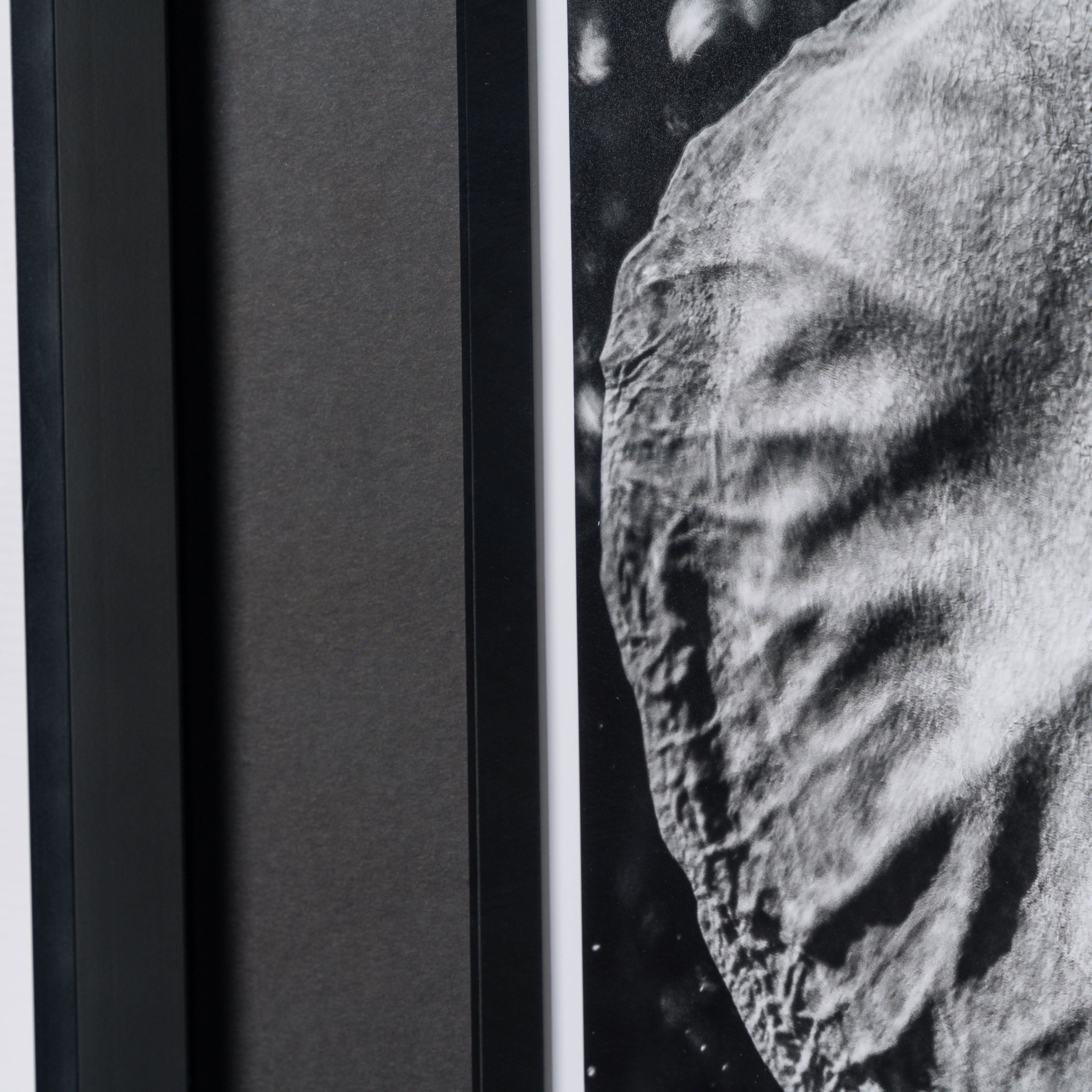 ABE SLE WWL 25722 5 Tusker