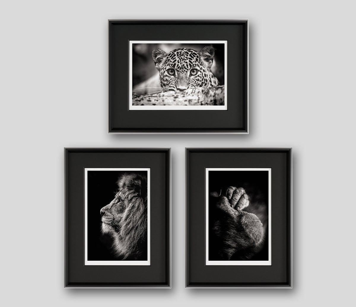 ABO PRODUCT IMAGE SET