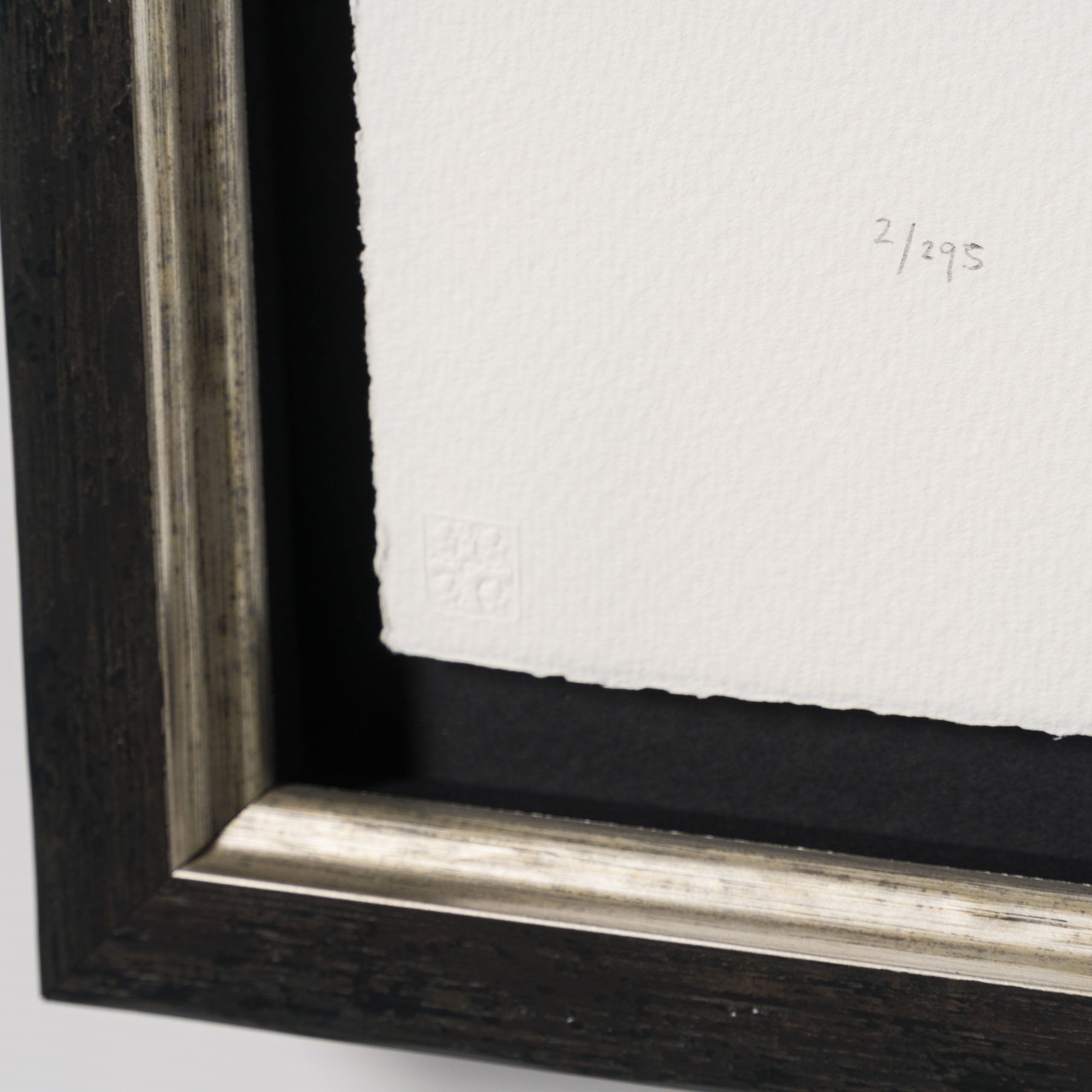 BCN Extinct Scottish Cat 4