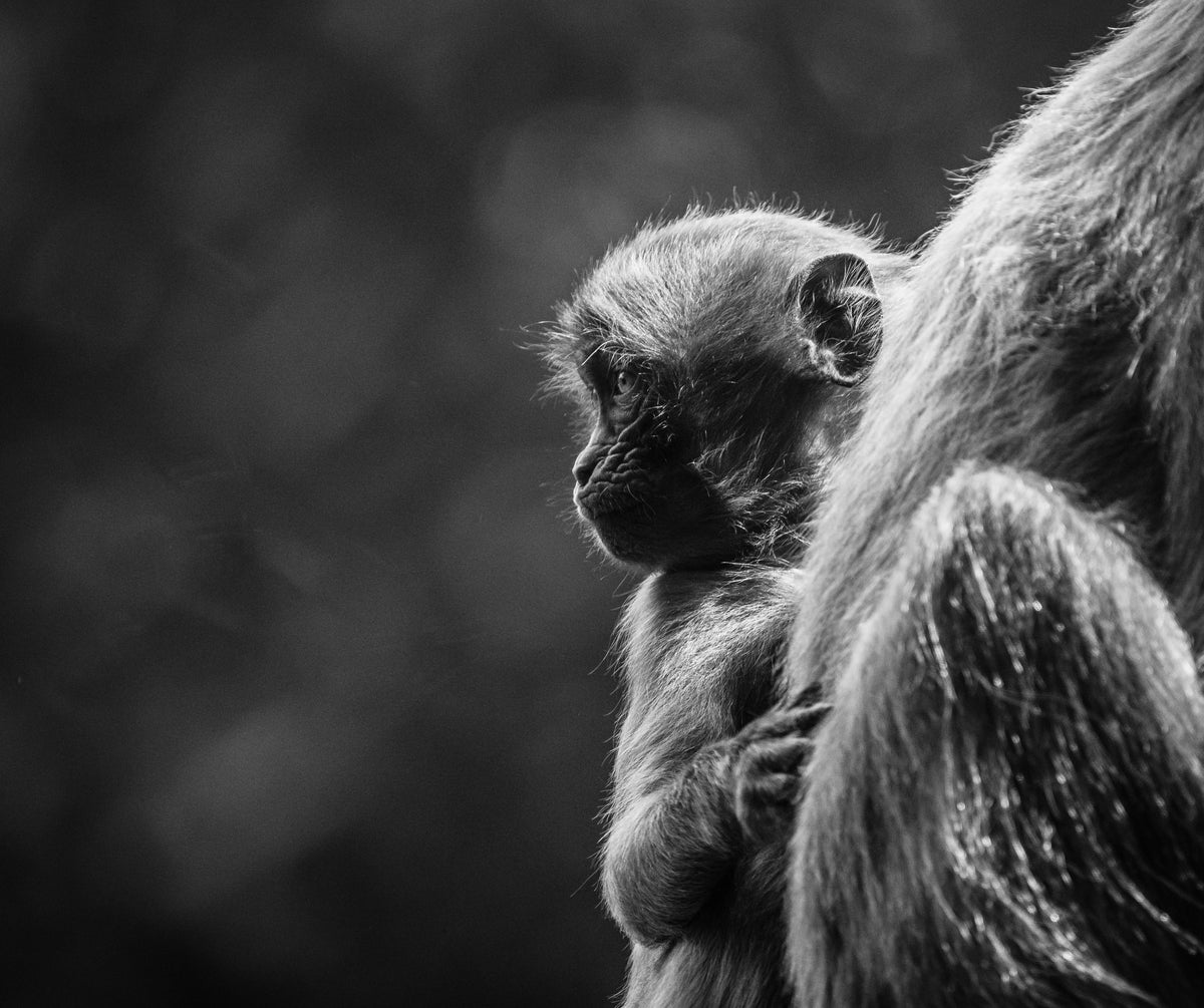 Big Wide World Original