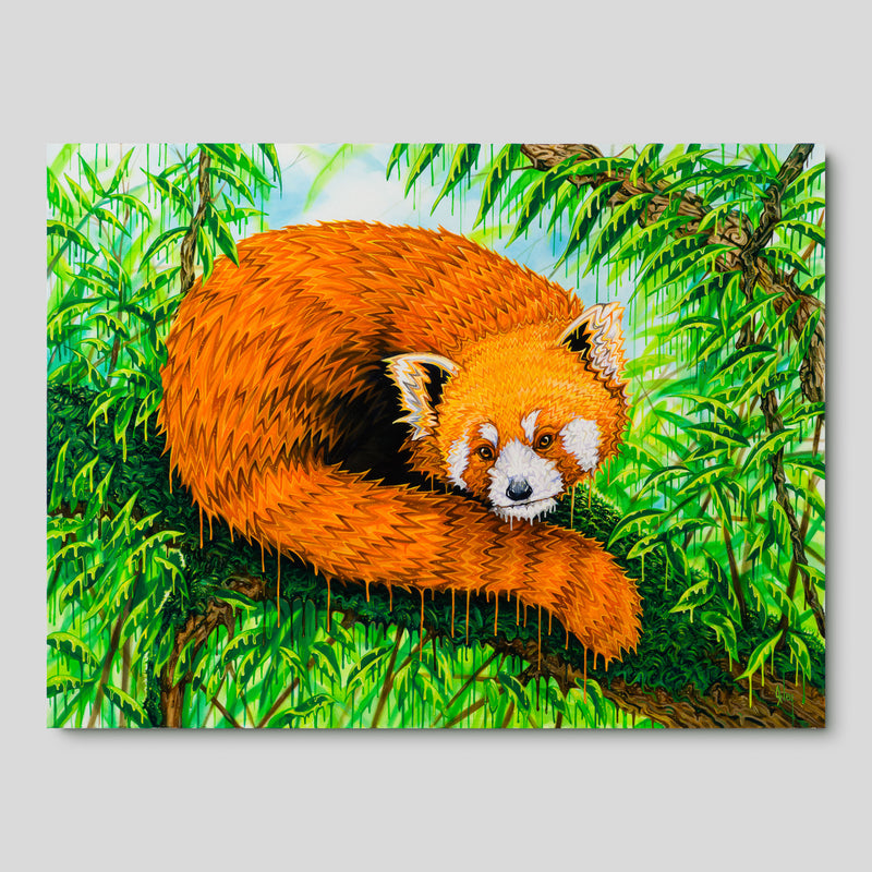 BOX ORI WWL 33206 Band Of Gold 1