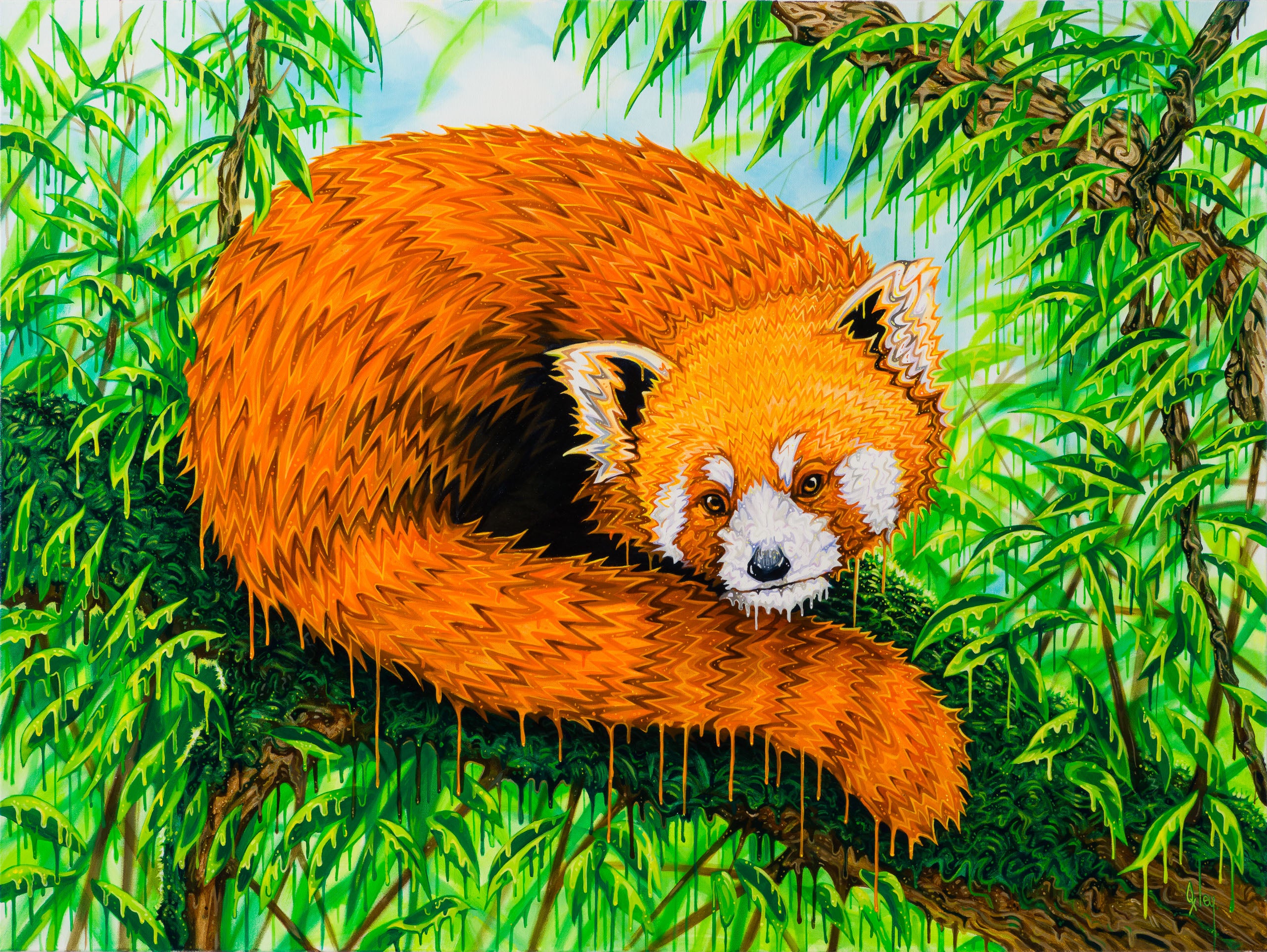 BOX ORI WWL 33206 Band Of Gold 30