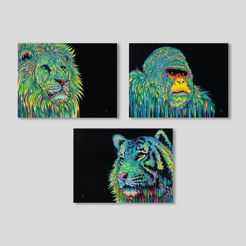 BOX TRIUMPH PRODUCT IMAGE