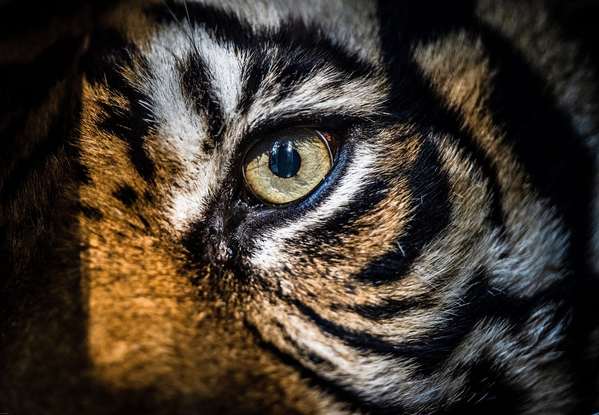 Eye Of The Tiger Orginal
