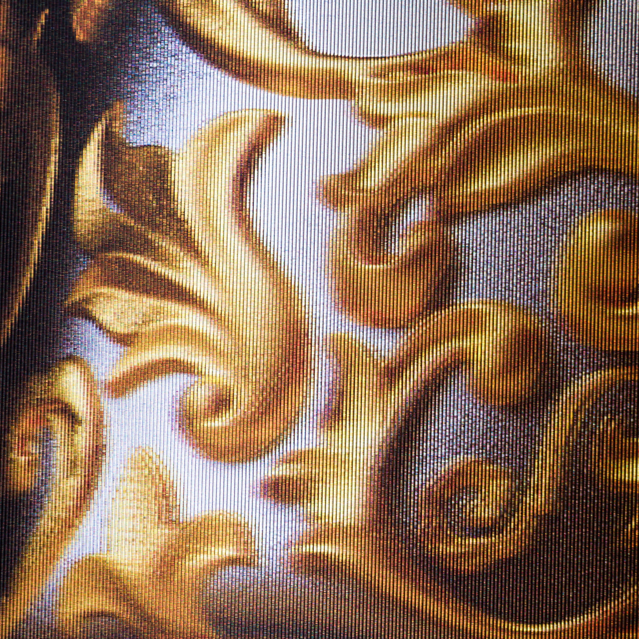 GJM SLE POR 35027 Gilded Skull 6