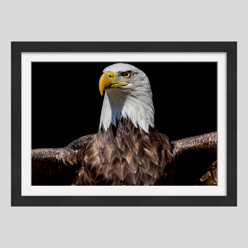 Land Of The Free, Home Of The Brave 1