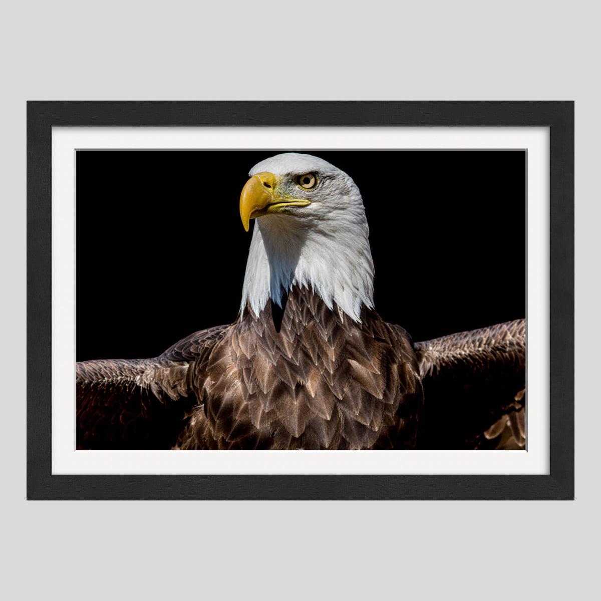 Land Of The Free, Home Of The Brave 1