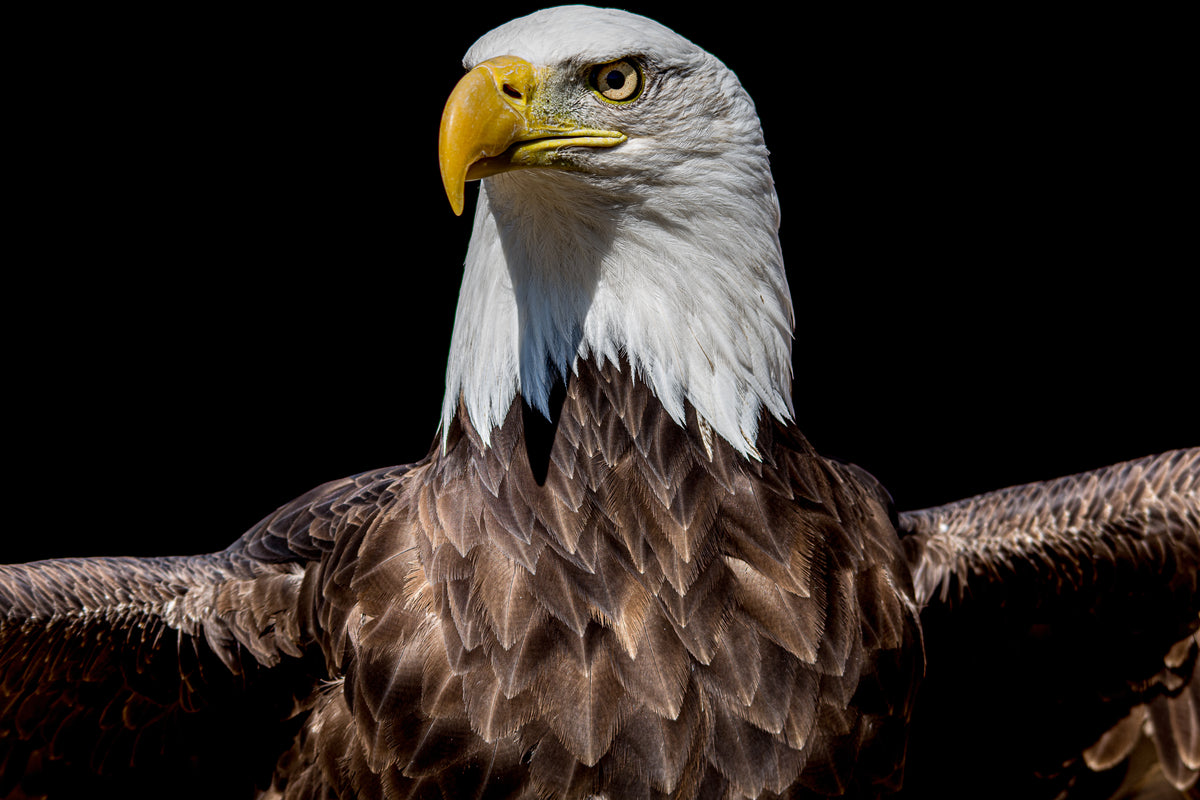 Land Of The Free, Home Of The Brave orignal