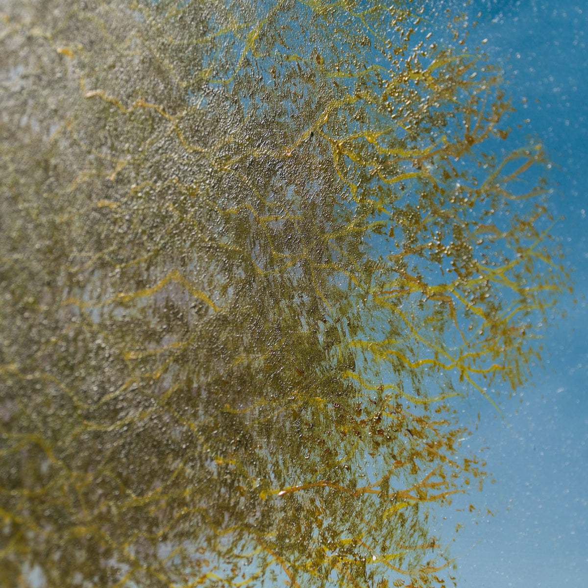 LCO ORI LAN 31965 High Summer Morton 7