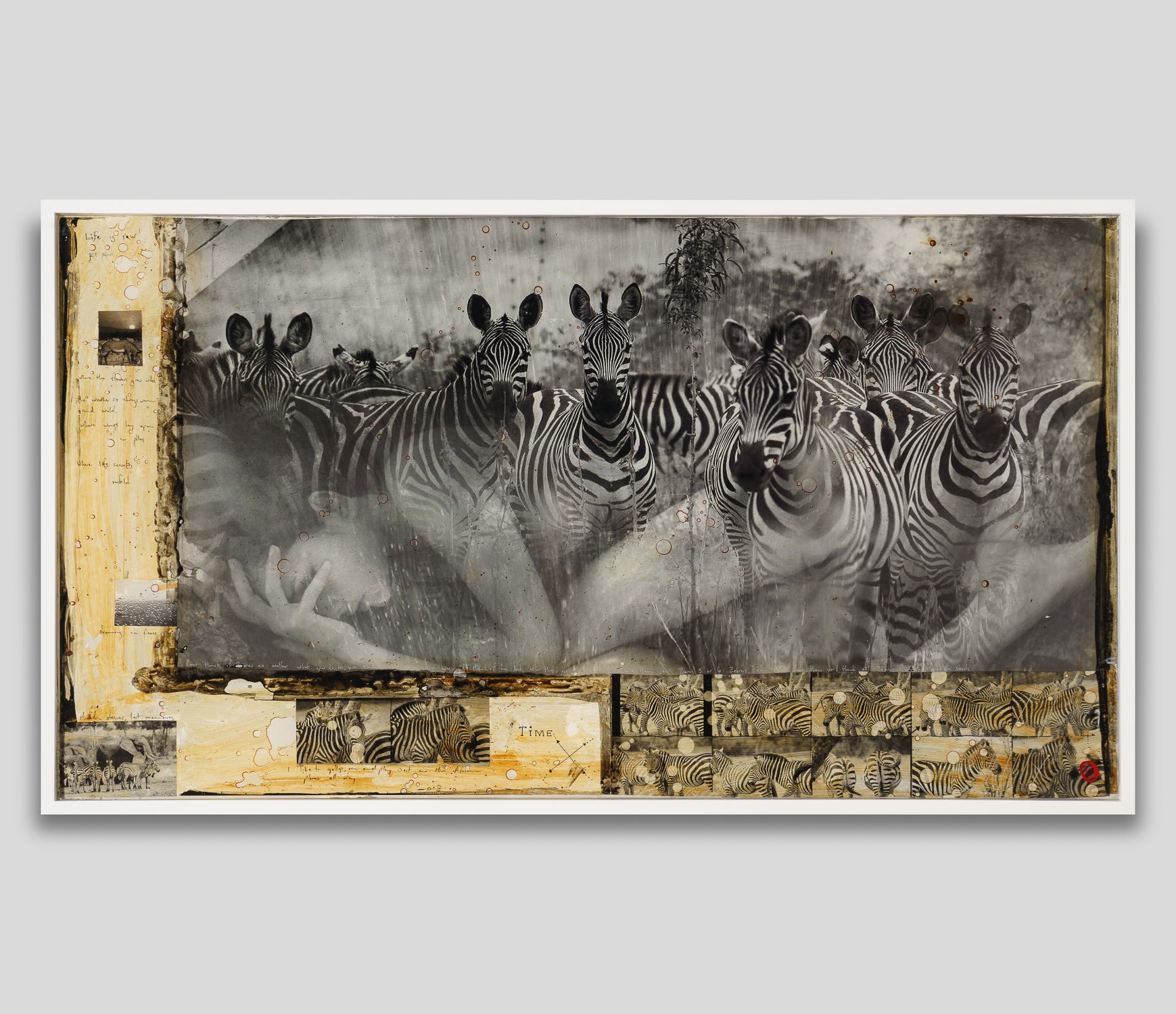 MAZ ORI POR 26889 1 Way Of The Zebra