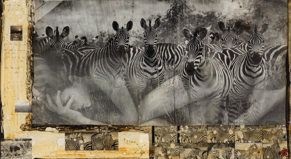 MAZ ORI POR 26889 3 Way Of The Zebra