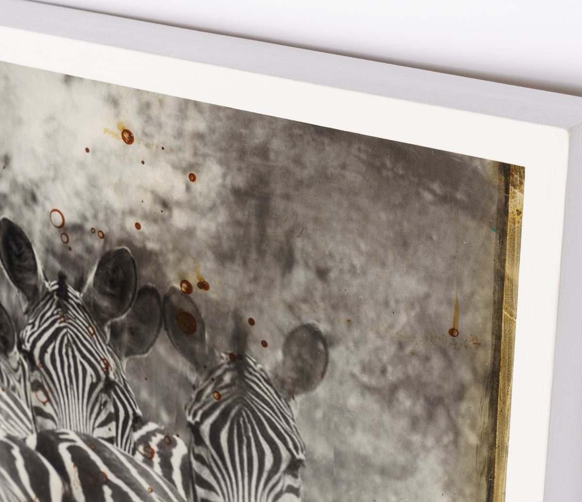 MAZ ORI POR 26889 5 Way Of The Zebra