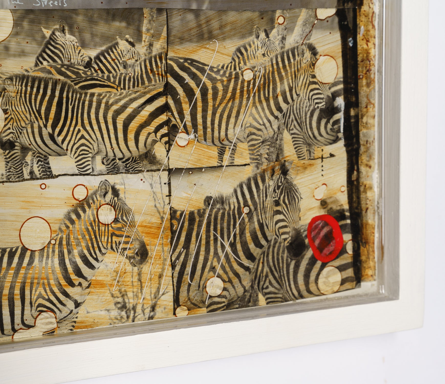 MAZ ORI POR 26889 8 Way Of The Zebra