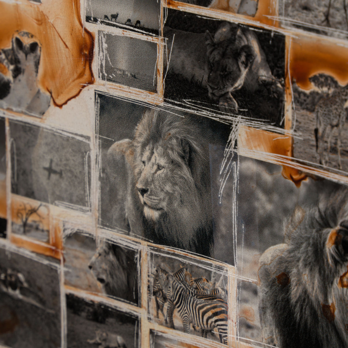 MAZ ORI POR 30630 7 Kuhama (Migrate)