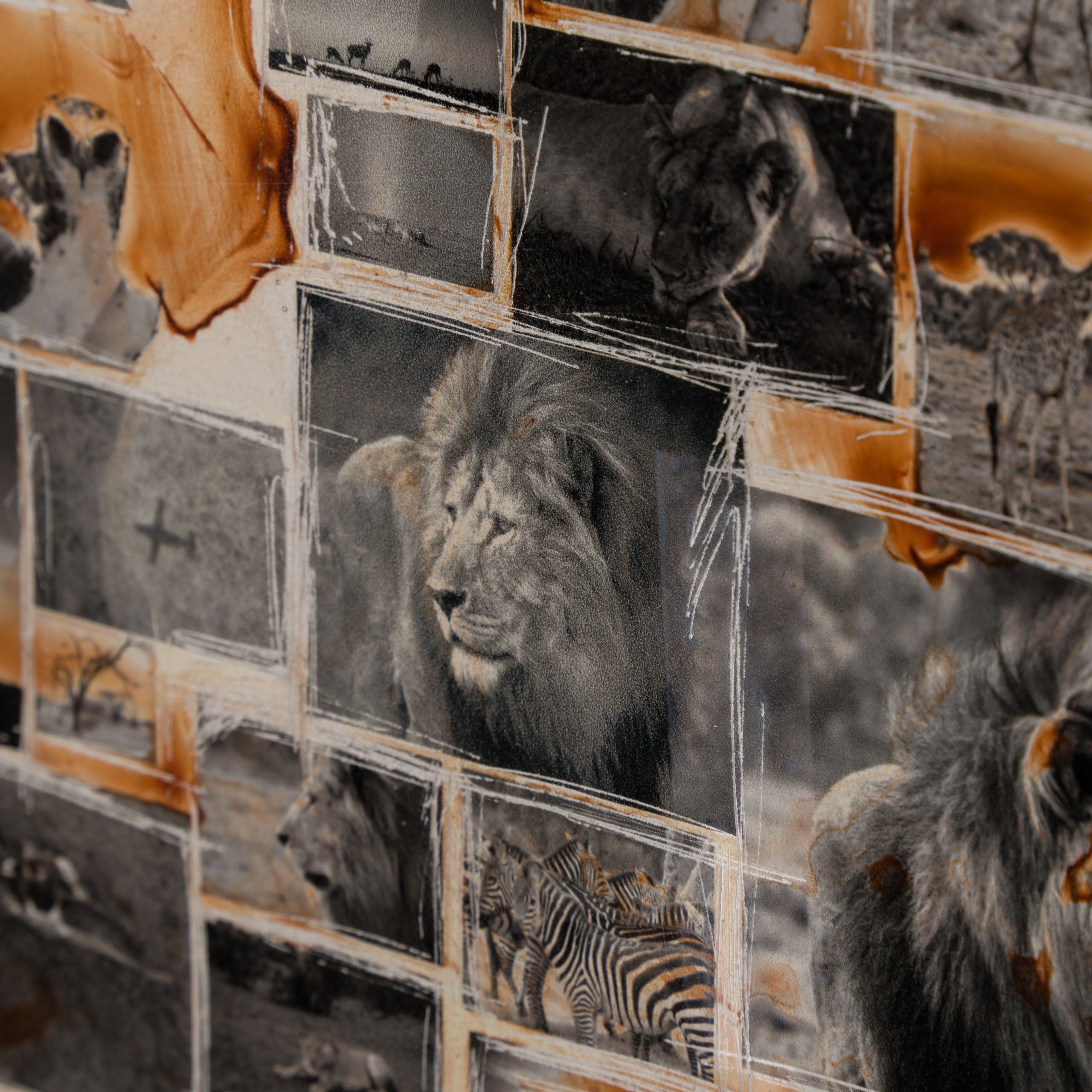 MAZ ORI POR 30630 7 Kuhama (Migrate)