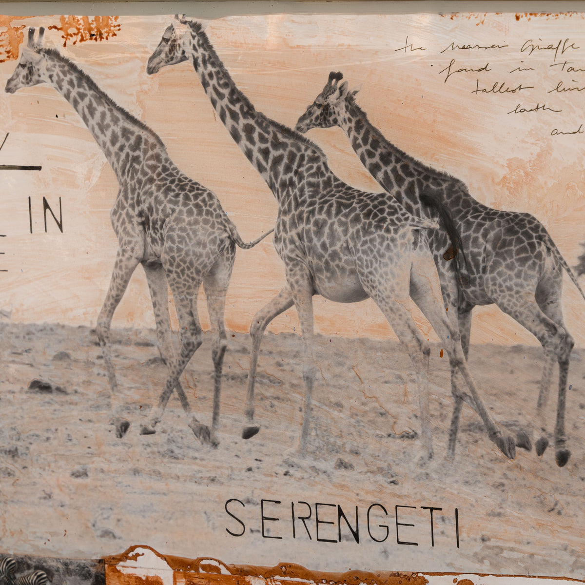 MAZ ORI POR 30634 5 Serengeti