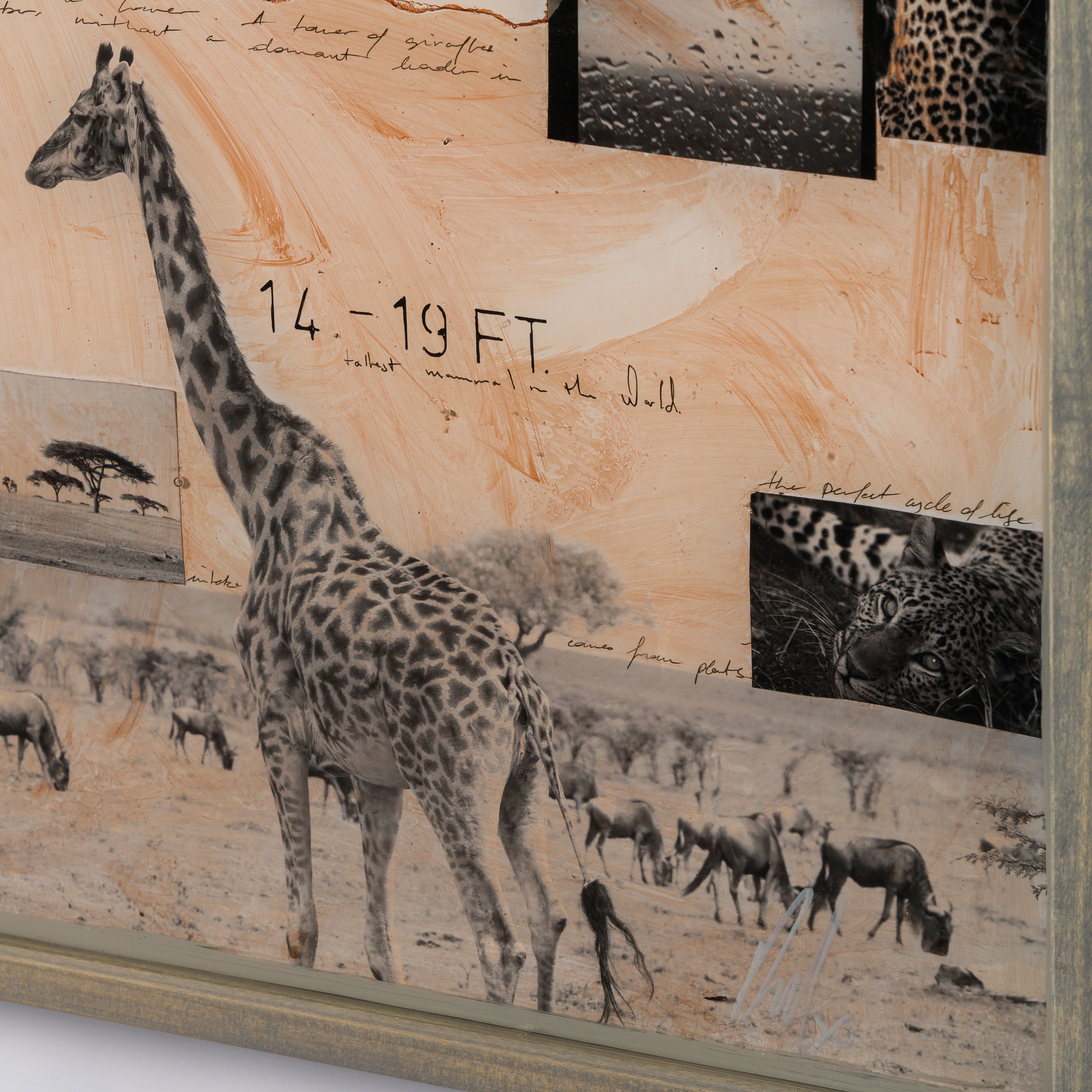 MAZ ORI POR 30634 6 Serengeti