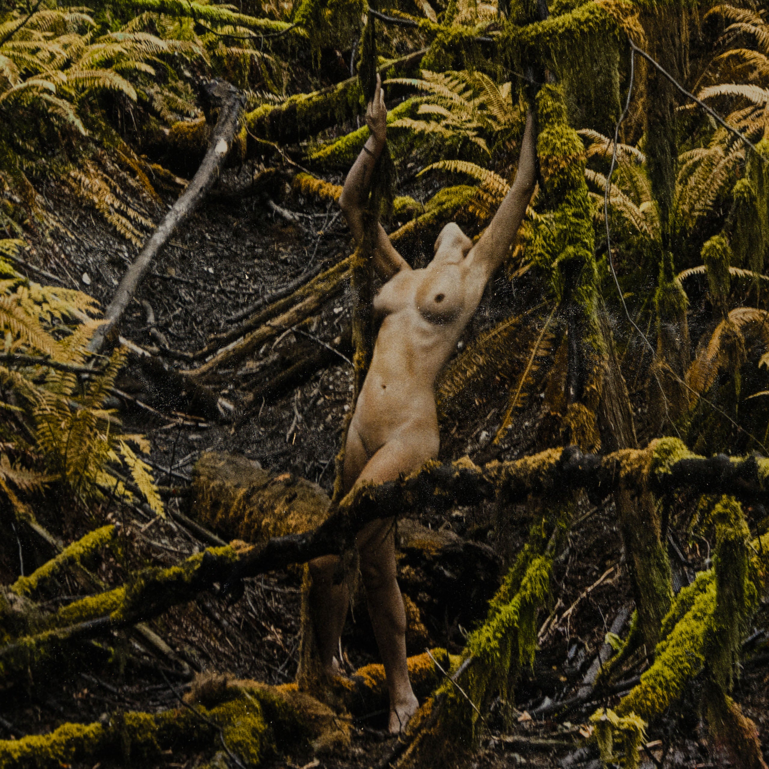 MAZ ORI POR 32914 Jungle Lover 4