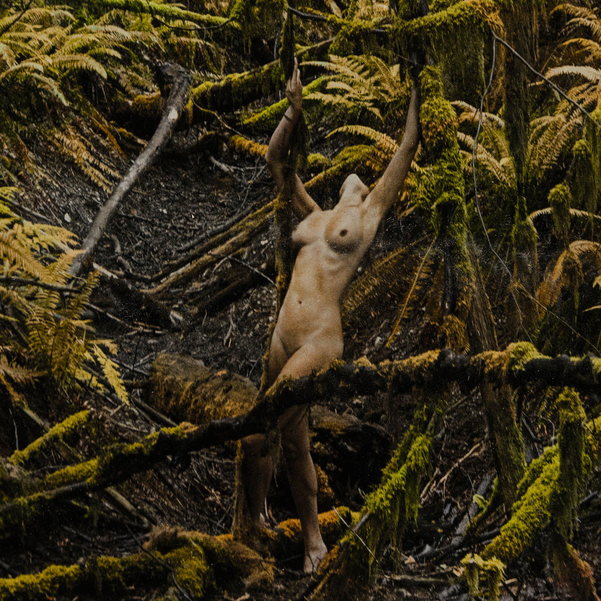 MAZ ORI POR 32914 Jungle Lover 4