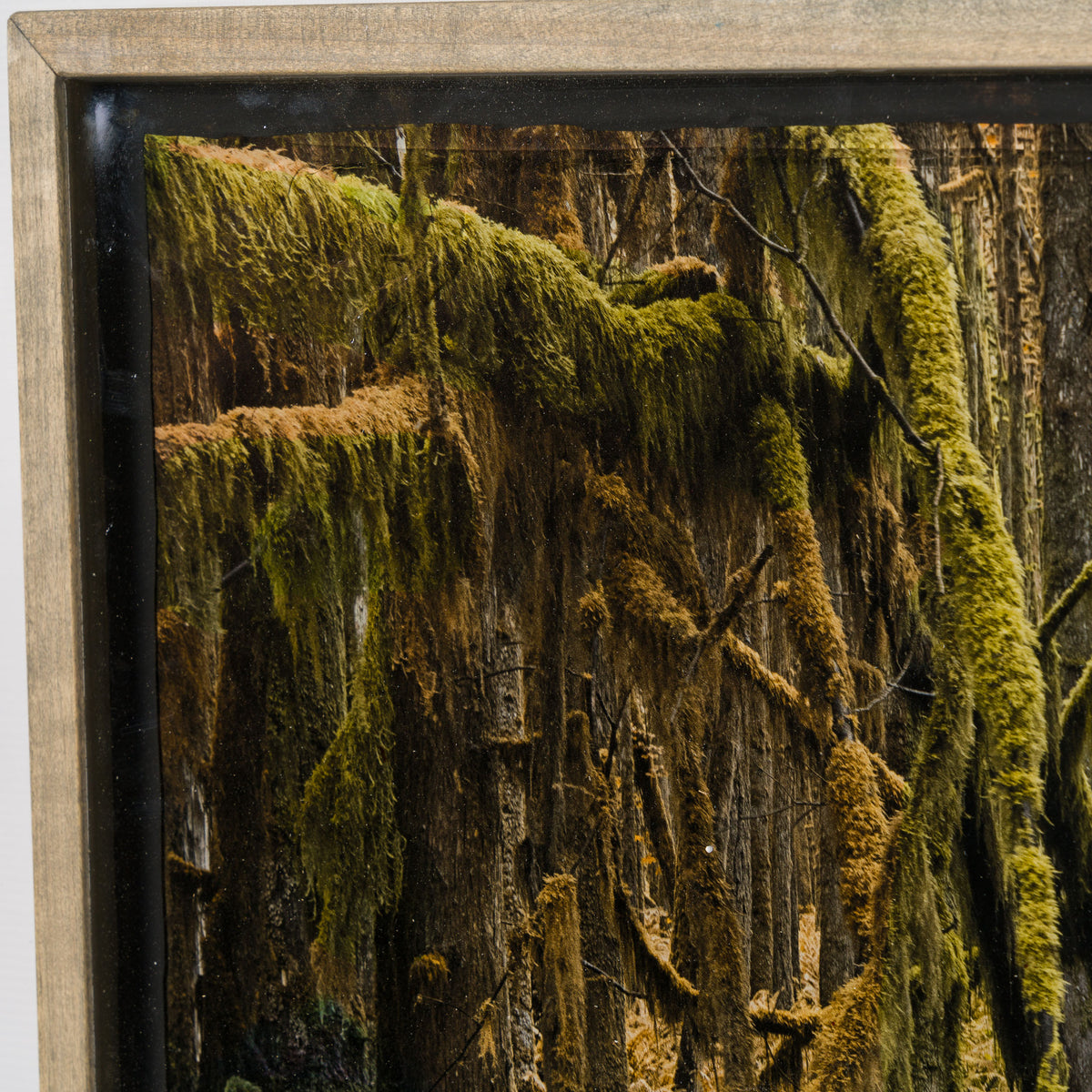 MAZ ORI POR 32914 Jungle Lover 6