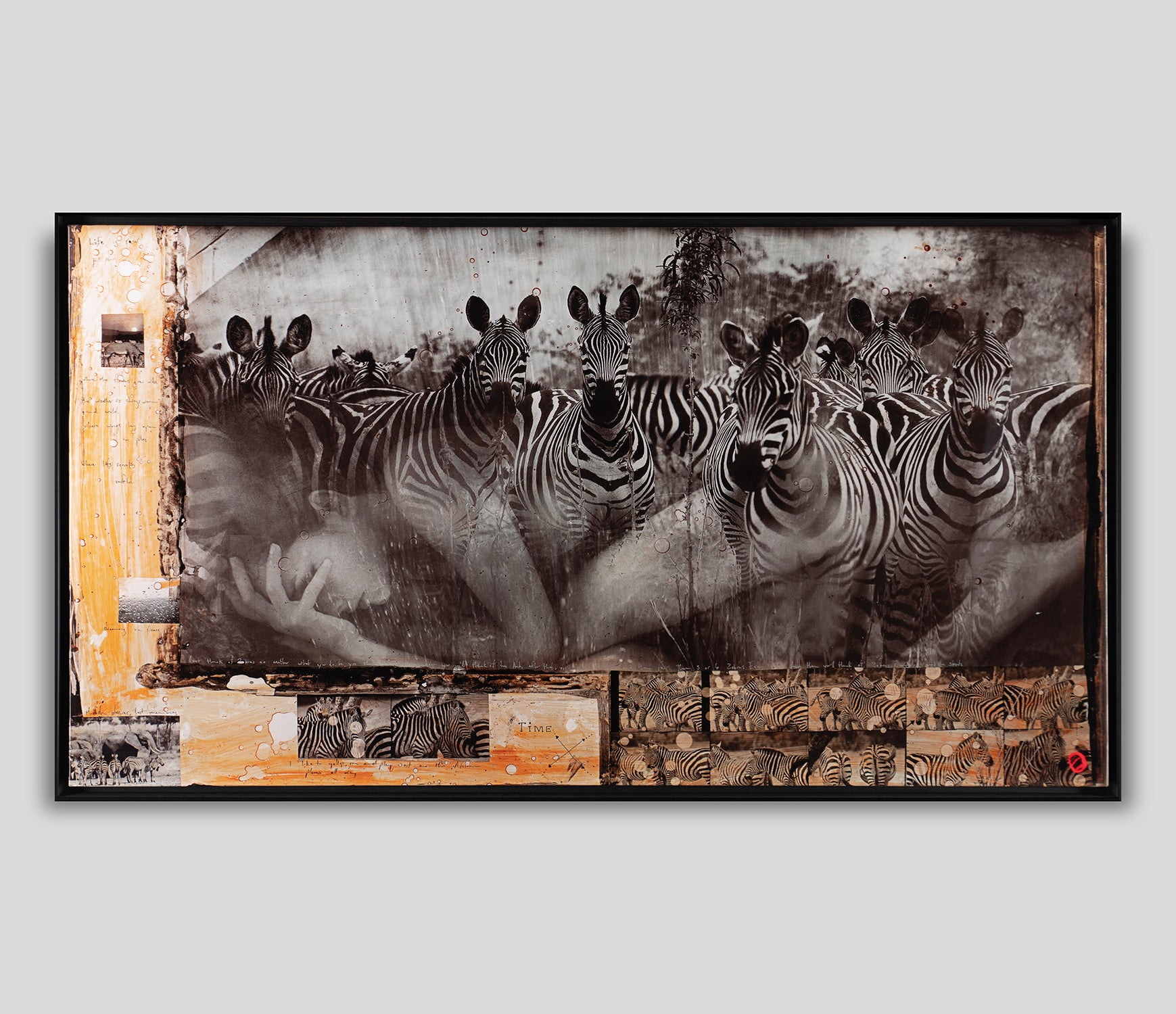 MAZ SLE POR 27811 1 Zebras