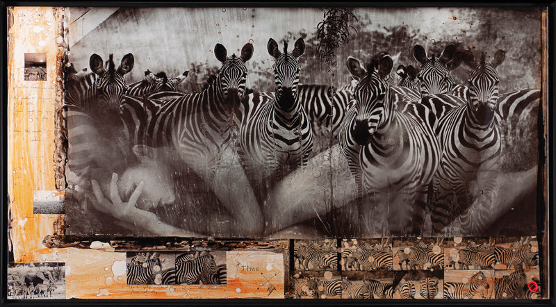 MAZ SLE POR 27811 4 Zebras