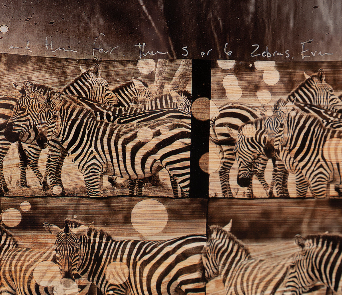 MAZ SLE POR 27811 8 Zebras