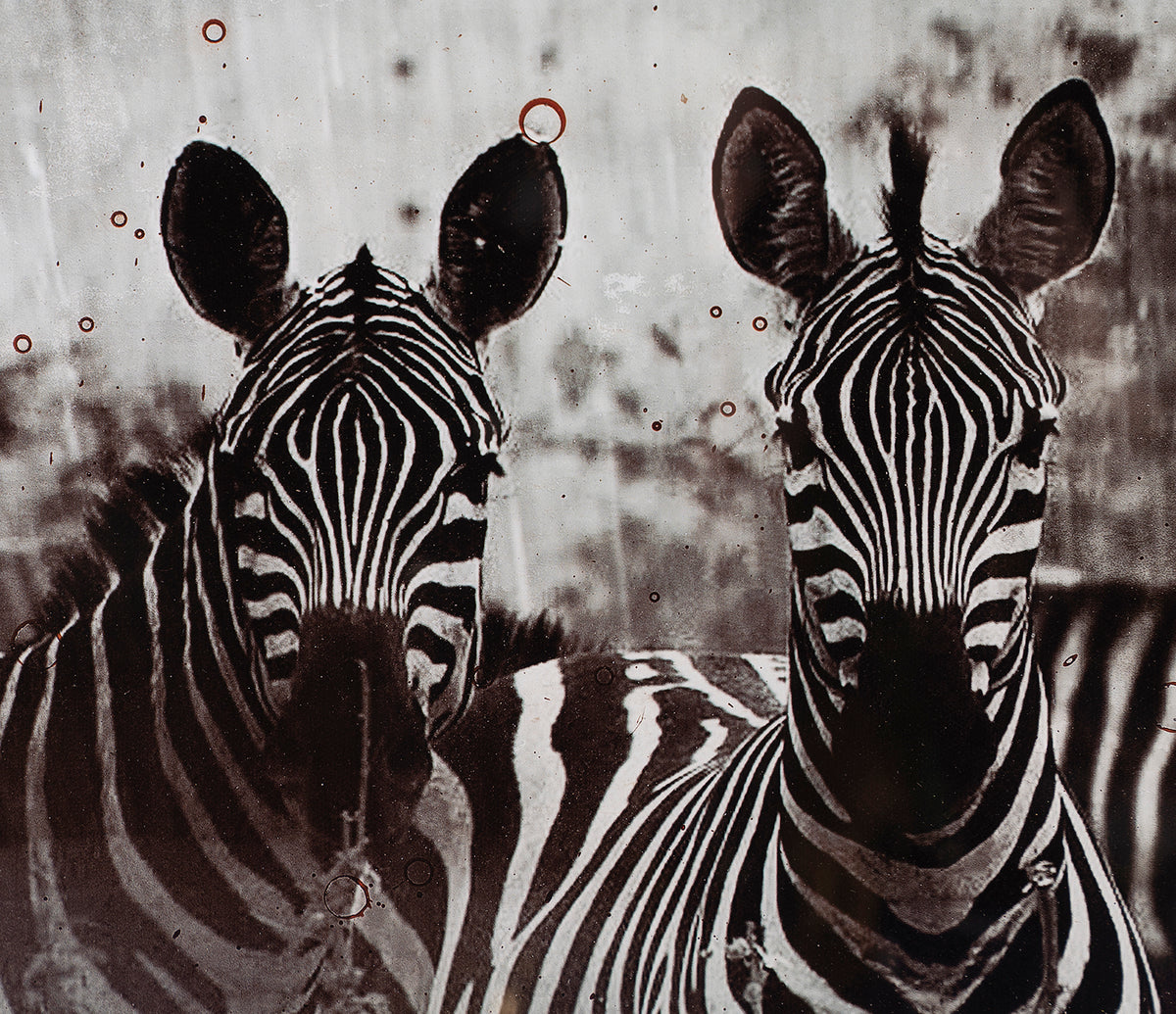 MAZ SLE POR 27811 9 Zebras