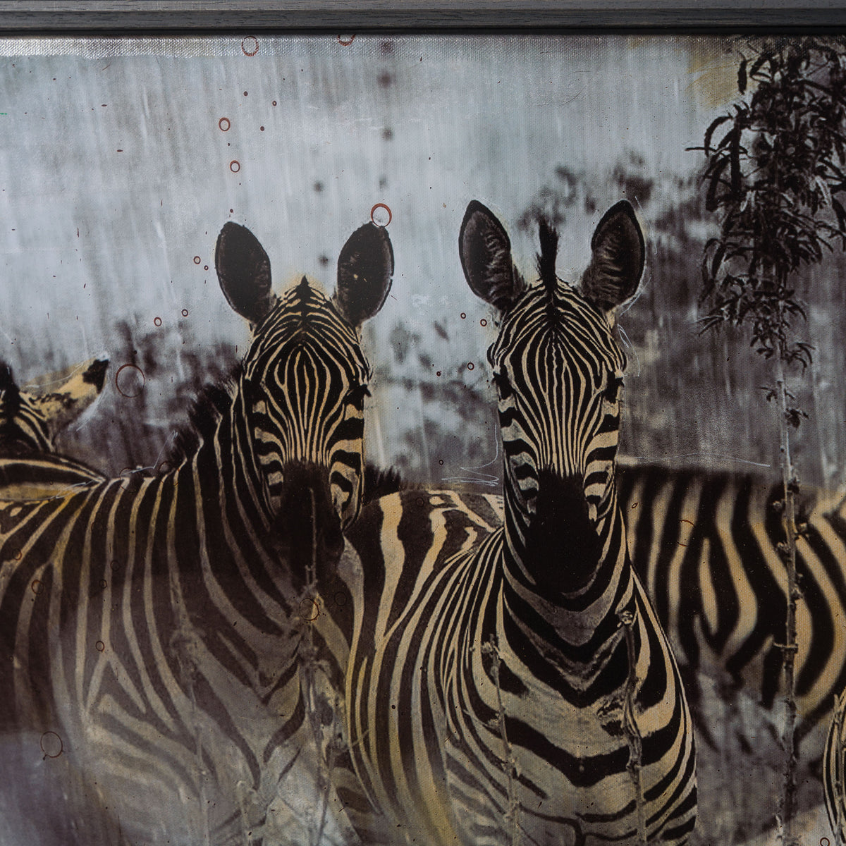 MAZ SLE UNI 31337 Zebras Unique 4 5