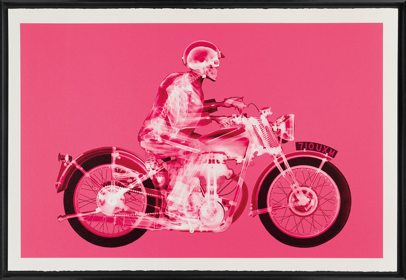 NVE MATCHLESS RIDER (LARGE PINK) F