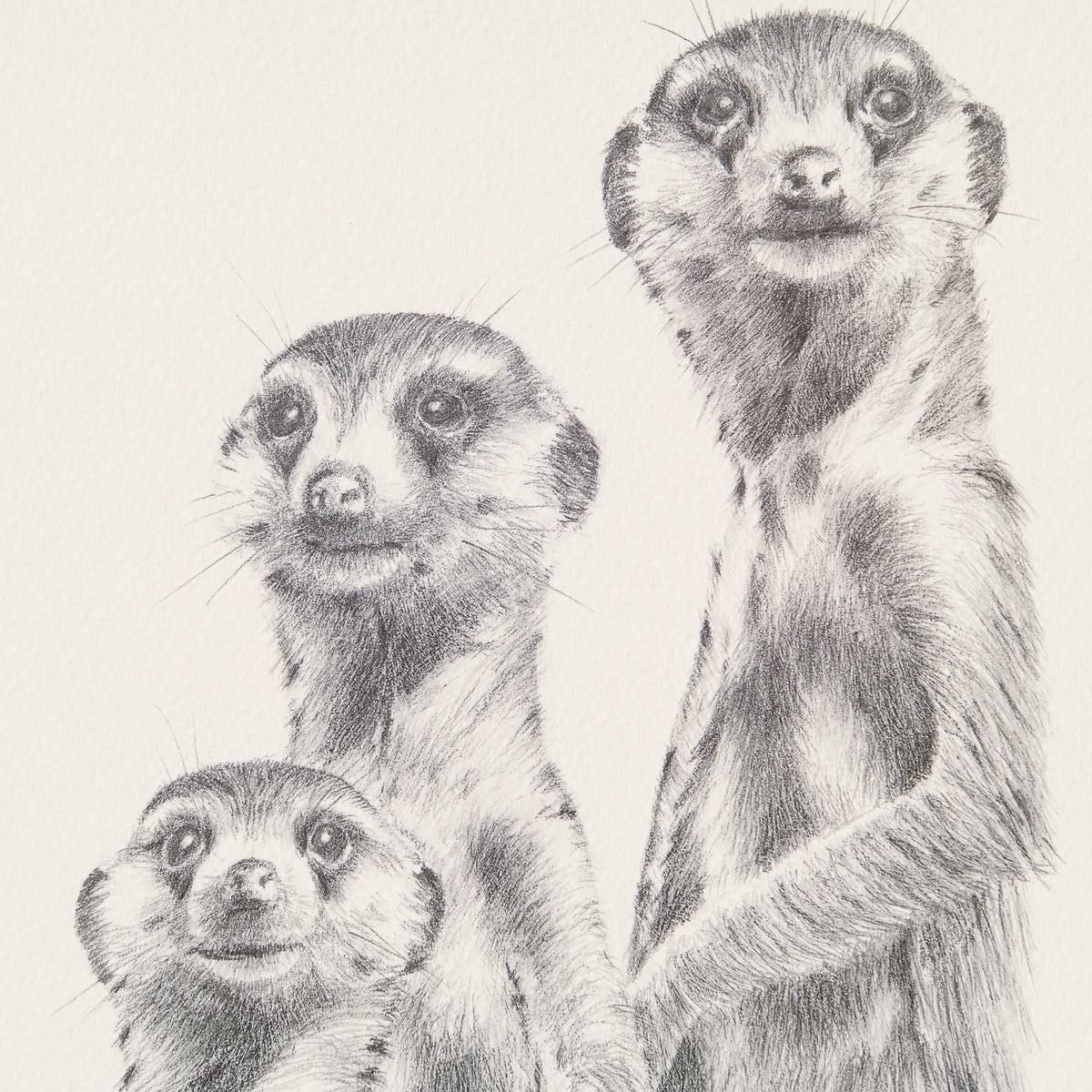 PHI SLE WWL 12982 What The 2