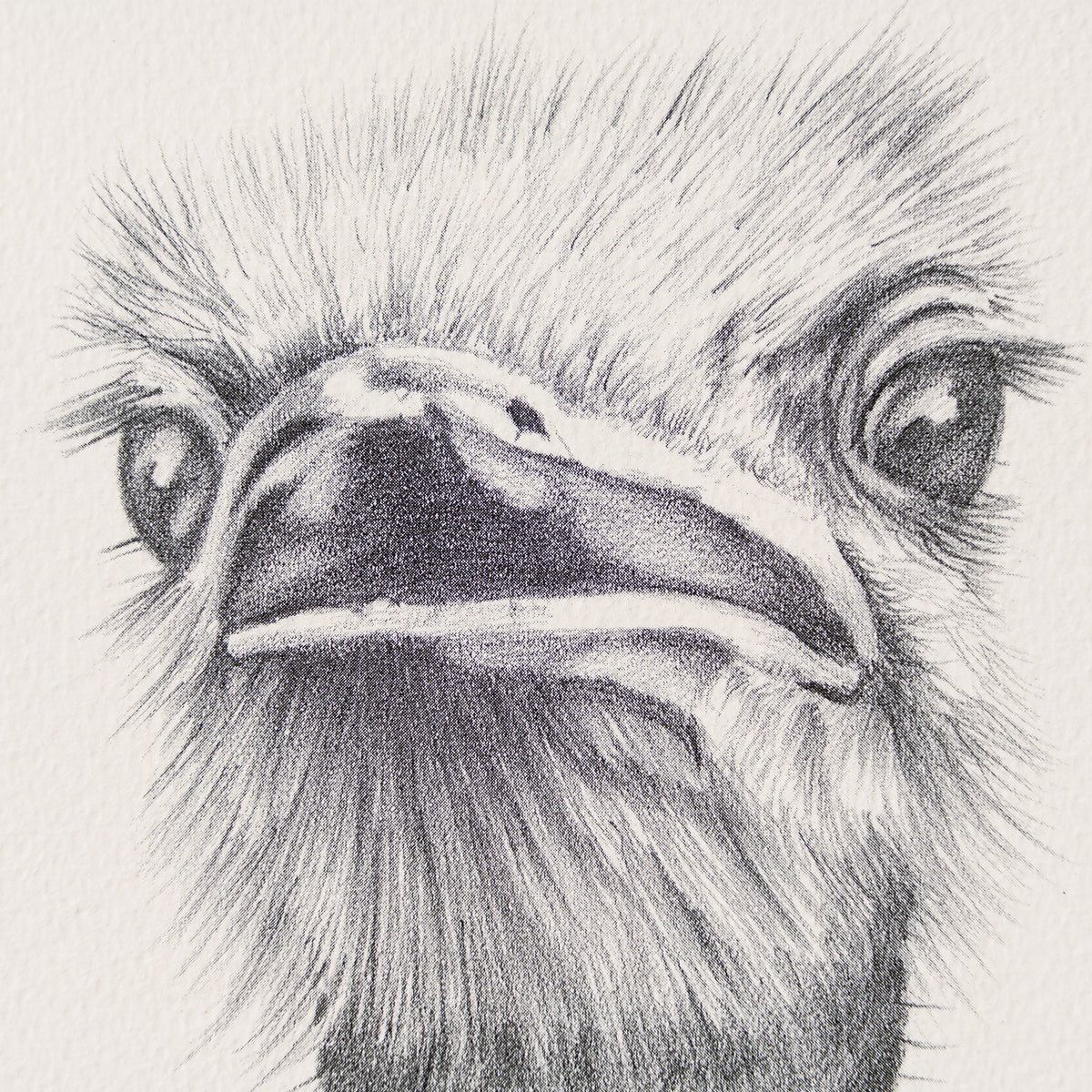 PHI SLE WWL 12984 Two s Company Pete 2