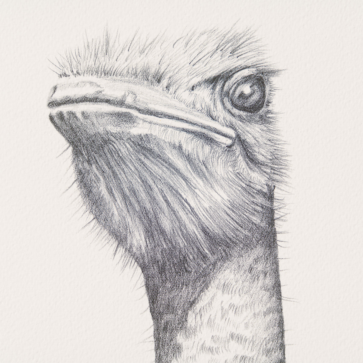 PHI SLE WWL 12984 Two s Company Pete 3