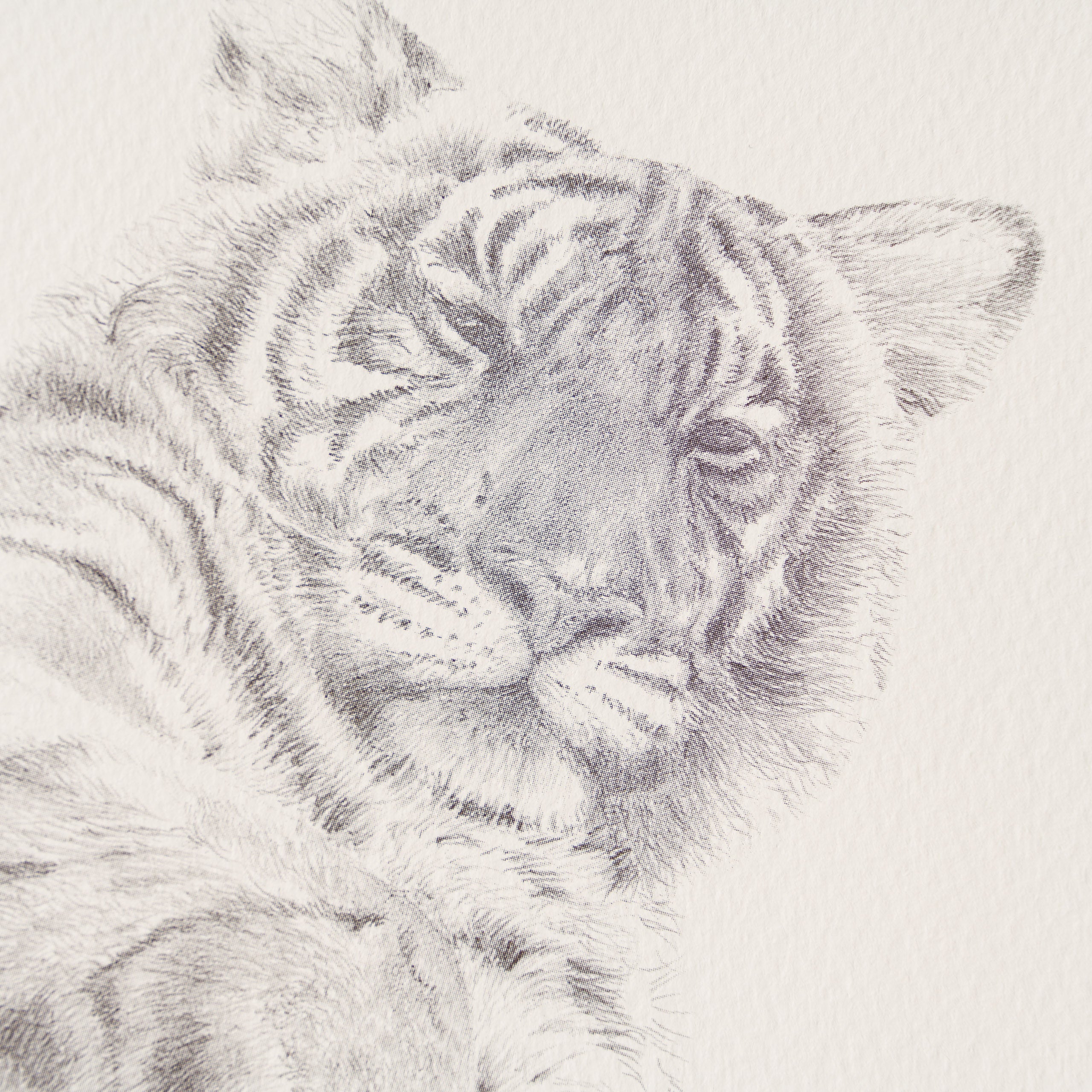 PHI SLE WWL 13359 Indian Amba Peter 2