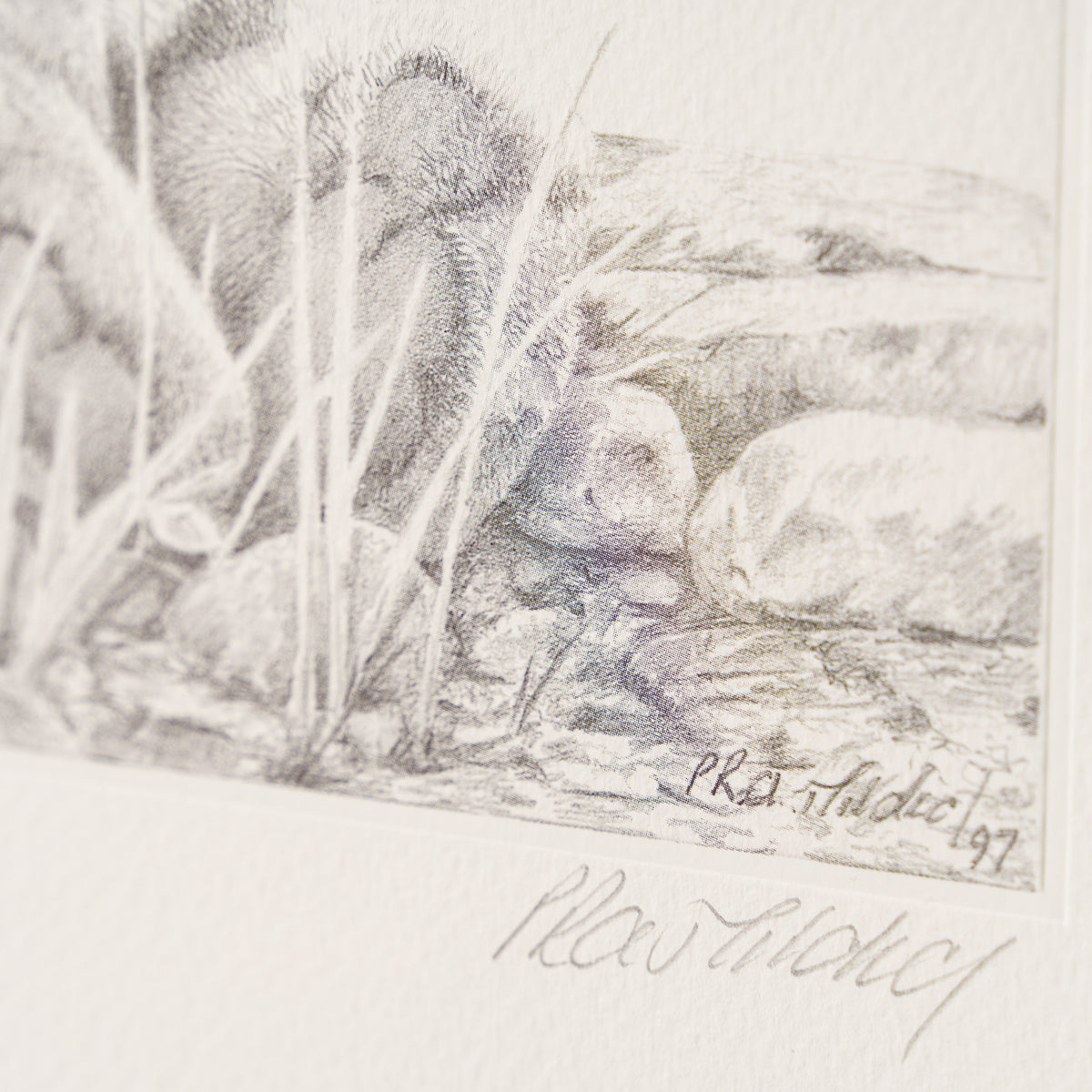 PHI SLE WWL 13359 Indian Amba Peter 4