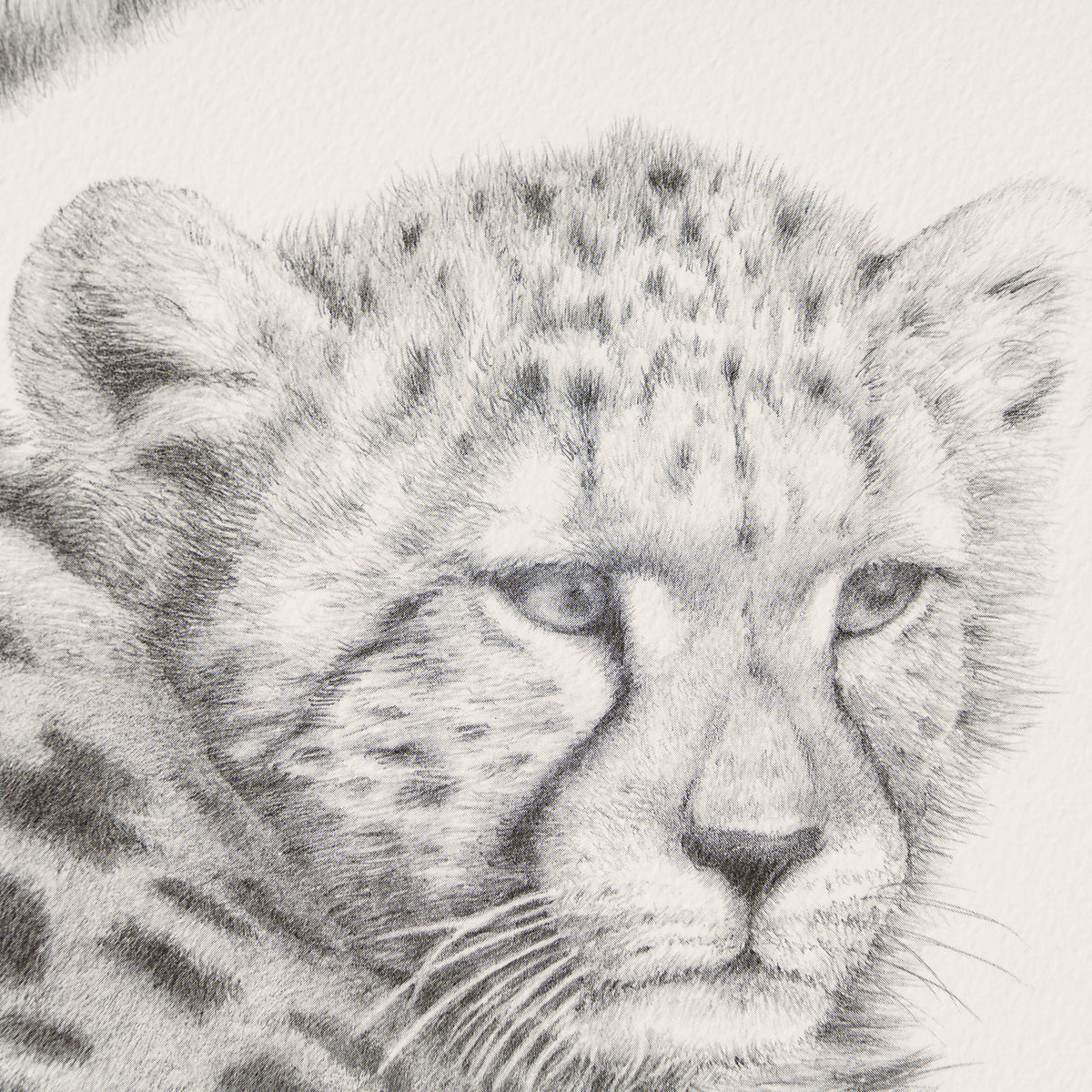 PHI SLE WWL 13594 Mothers Pride P Hi 3