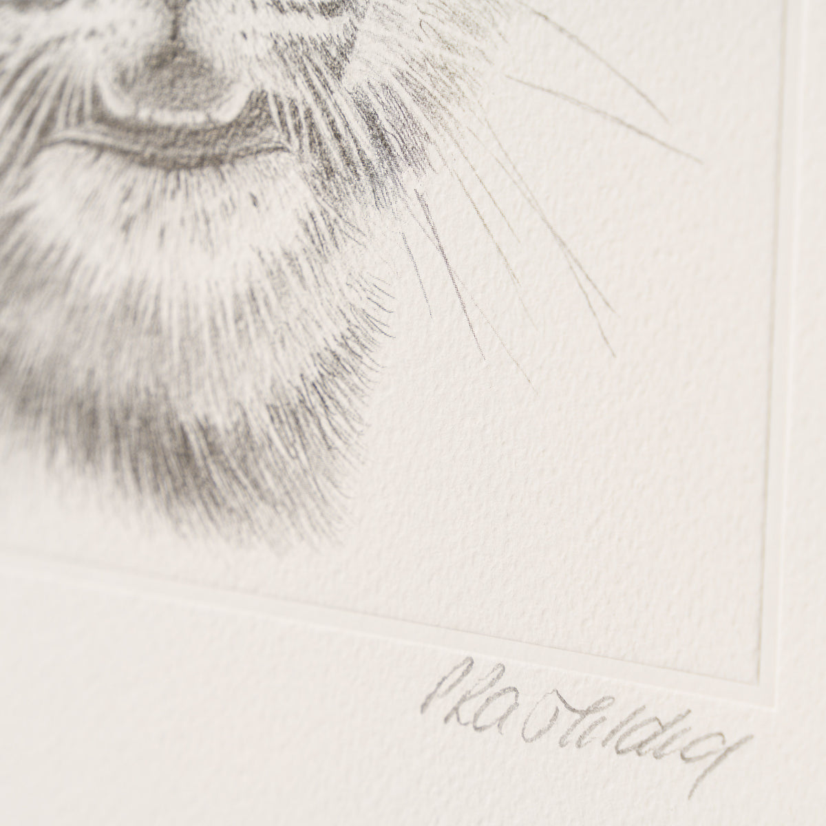 PHI SLE WWL 14747 Tiger Study P Hild 3