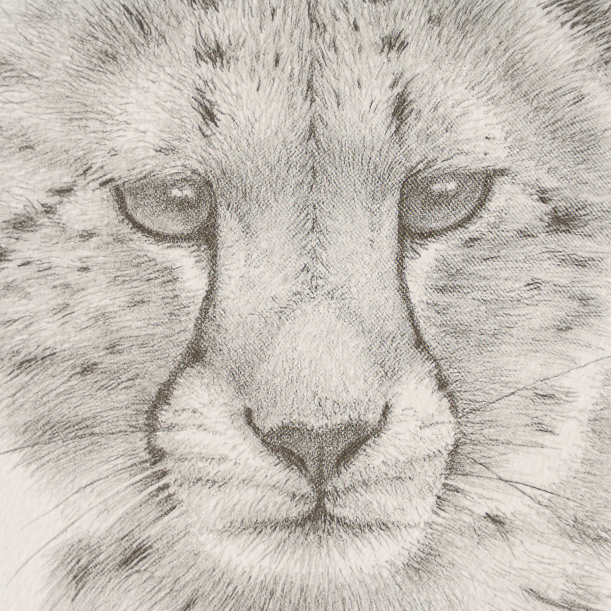PHI SLE WWL 14749 Cheetah Study P Hi 3