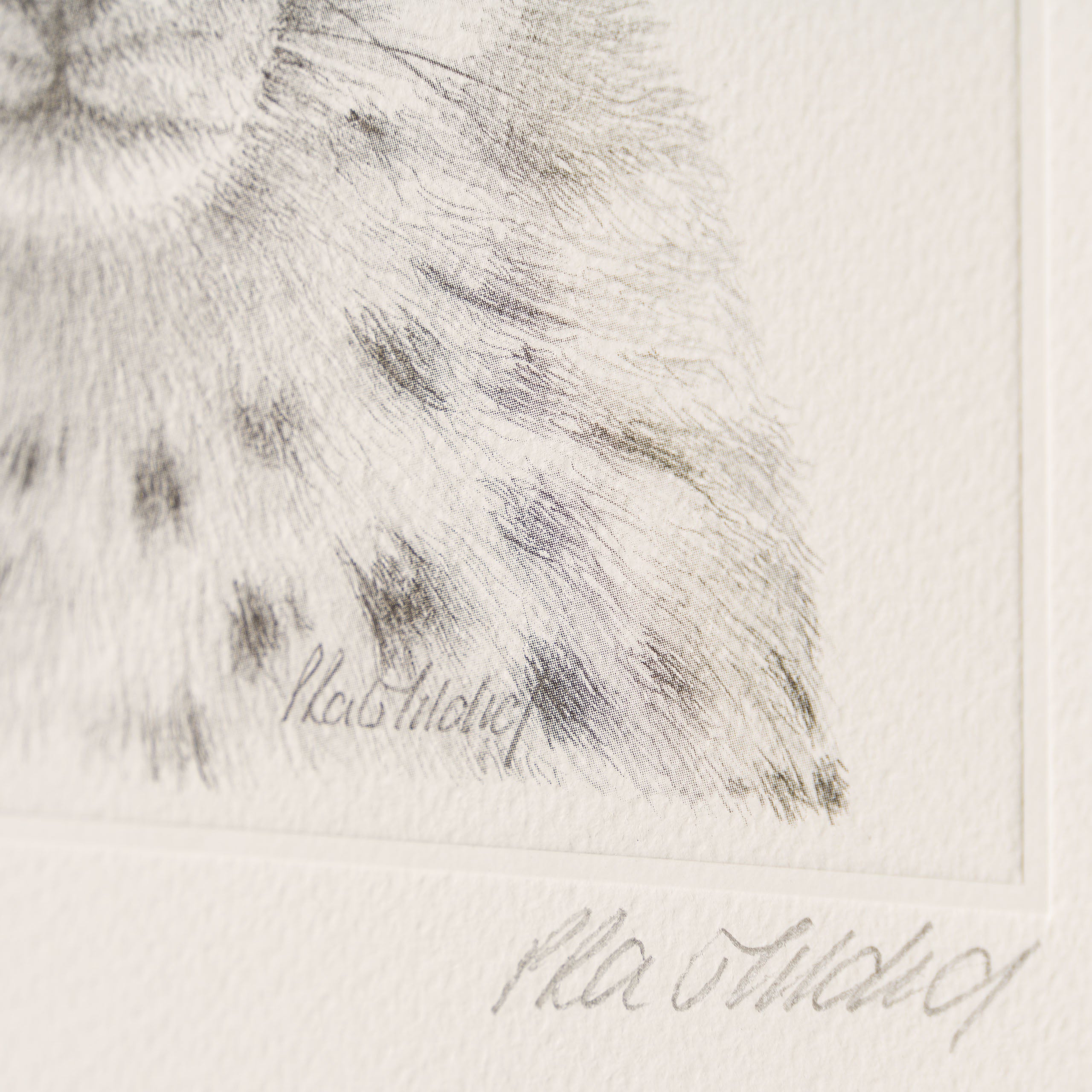 PHI SLE WWL 14749 Cheetah Study P Hi 4