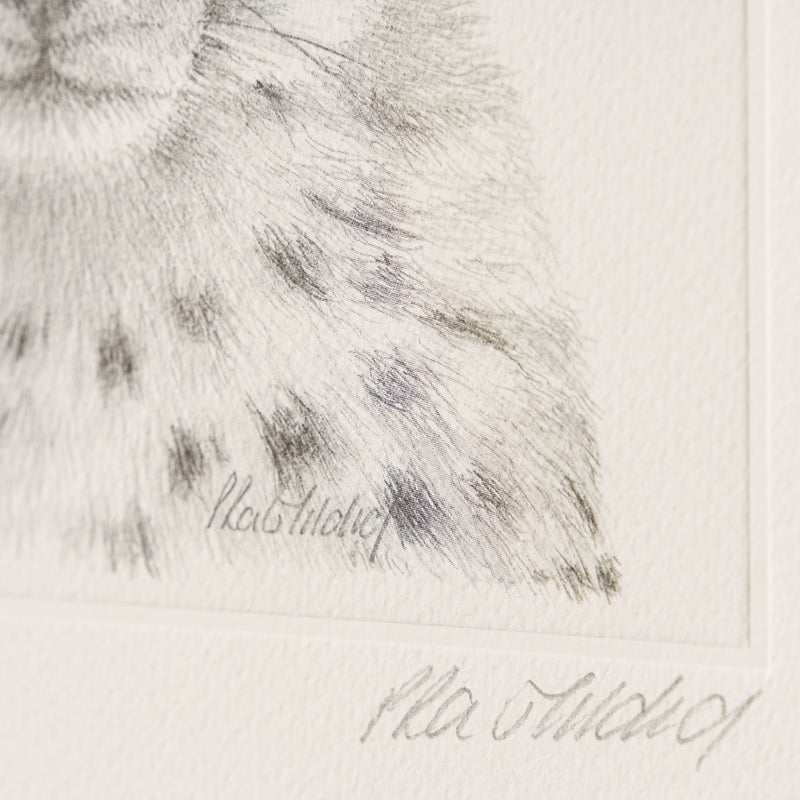 PHI SLE WWL 14749 Cheetah Study P Hi 4