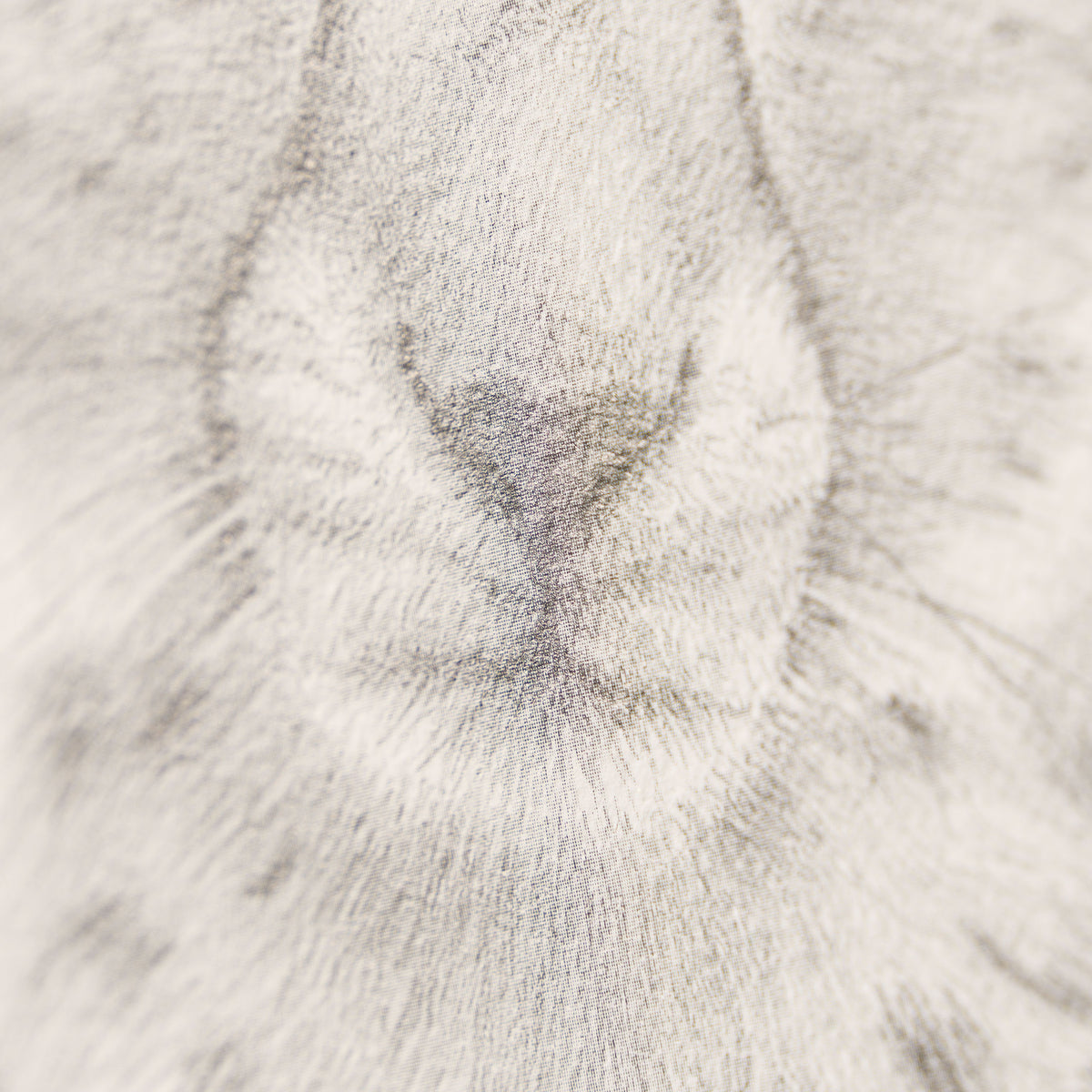 PHI SLE WWL 14749 Cheetah Study P Hi 5