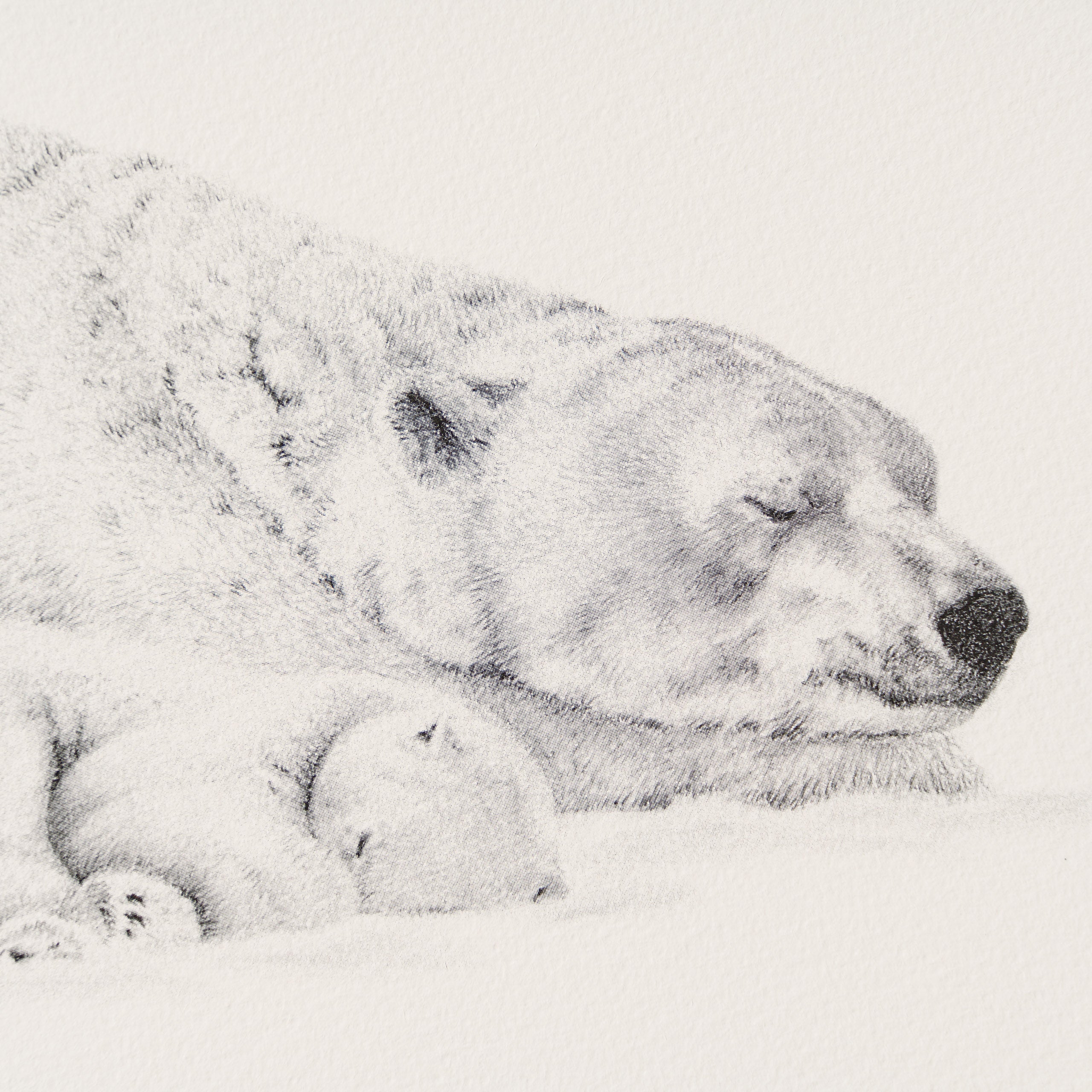 PHI SLE WWL 14970 Forty Winks P Hild 2