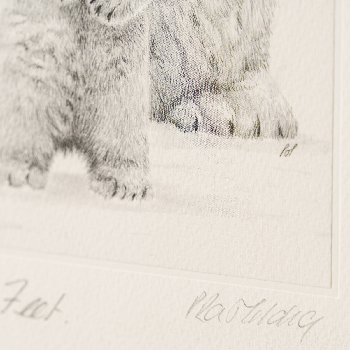 PHI SLE WWL 15878 Cold Feet P Hildic 4