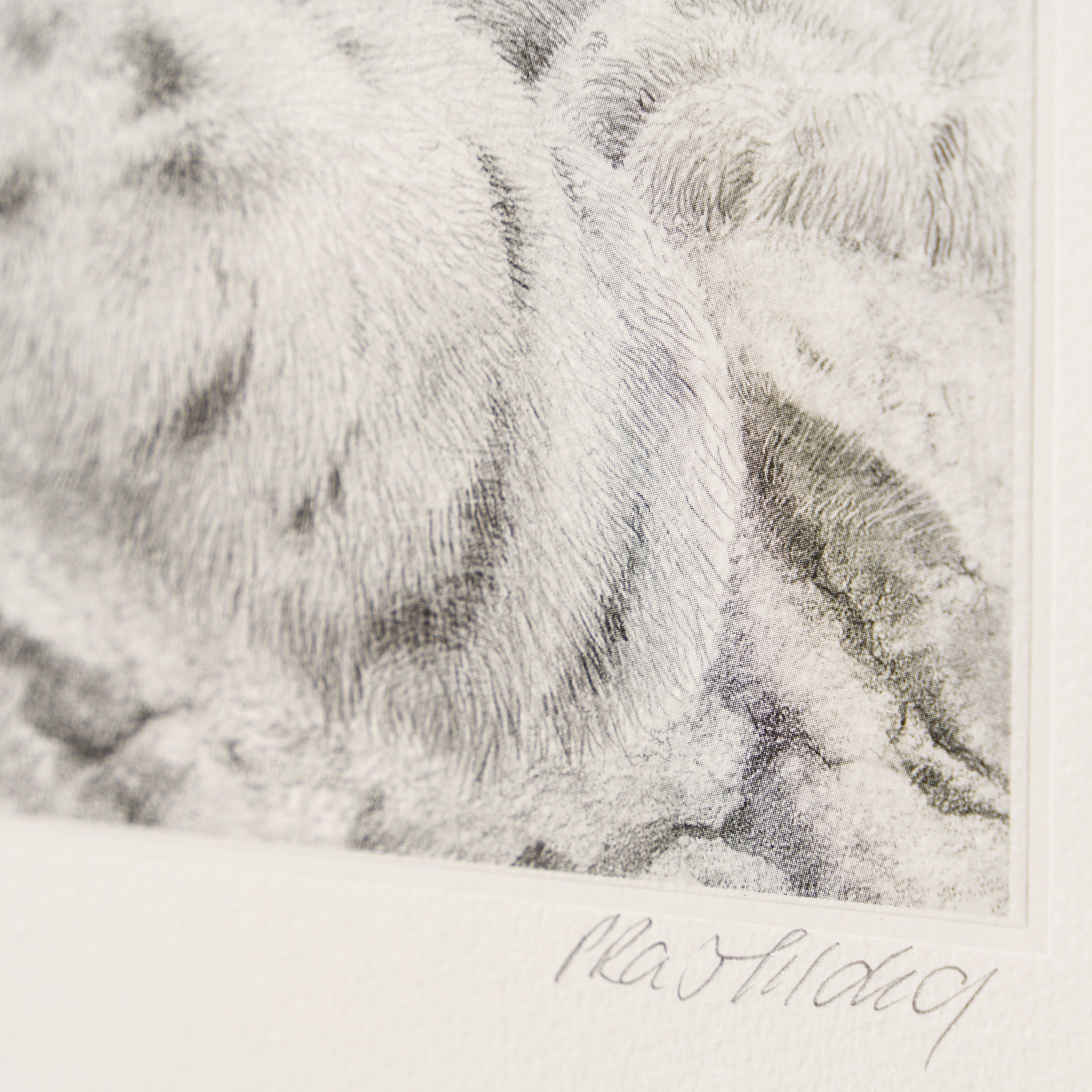 PHI SLE WWL 15879 Mountain Princess 3