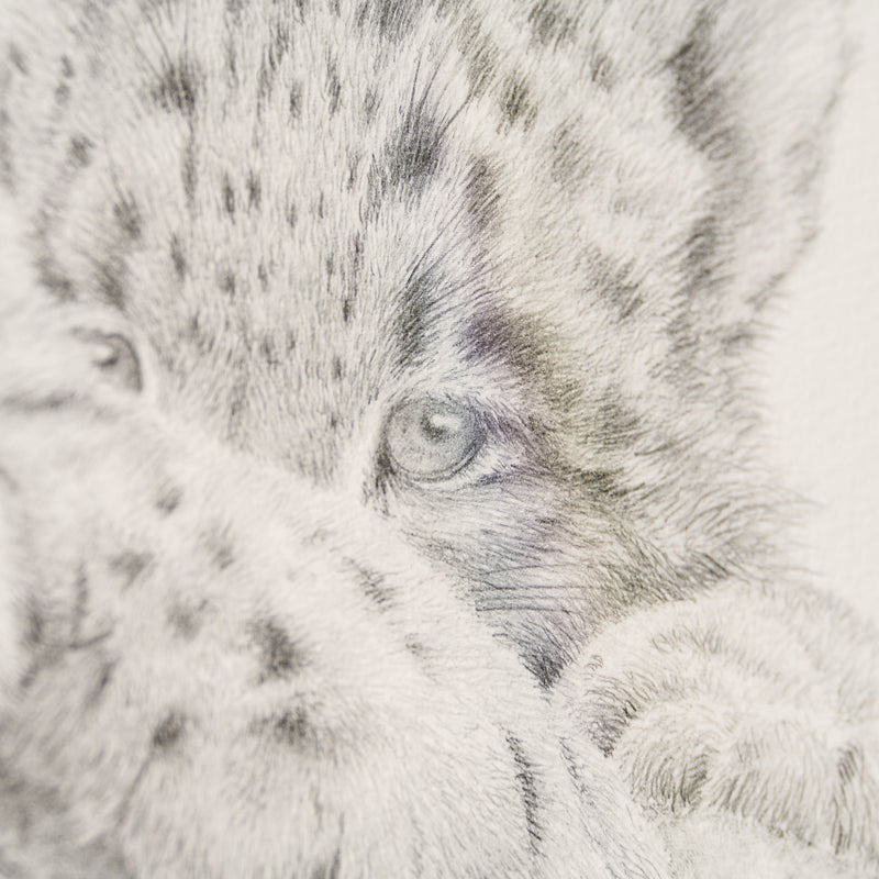 PHI SLE WWL 15879 Mountain Princess 4