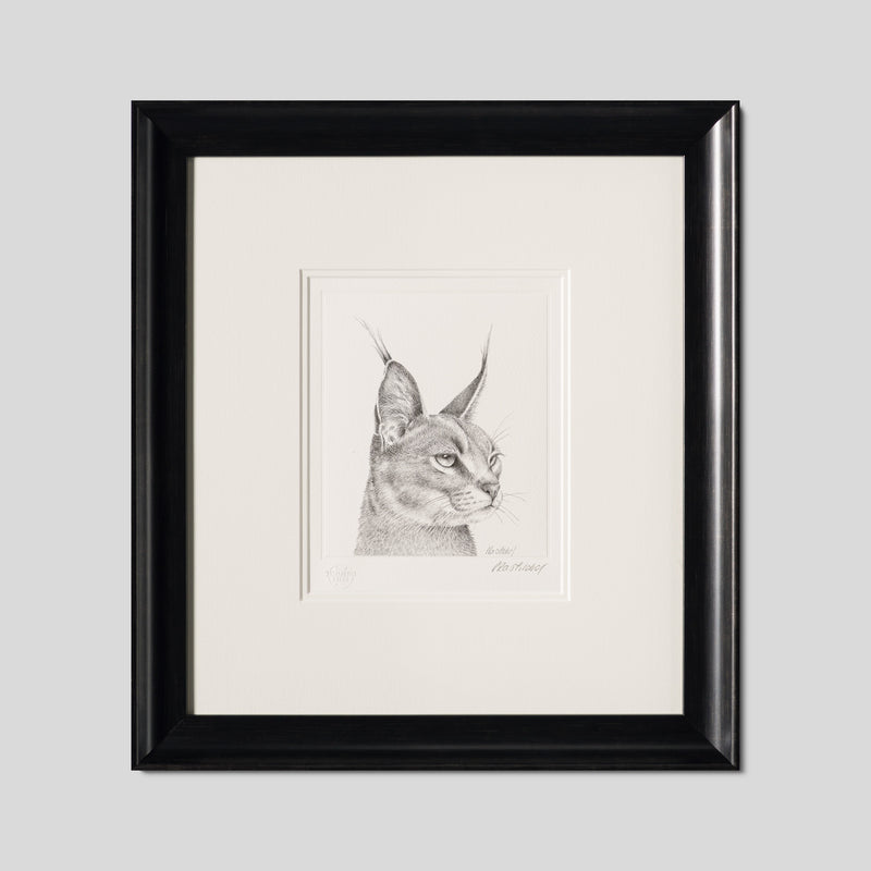 PHI SLE WWL 15880 Caracal Study P Hi 1