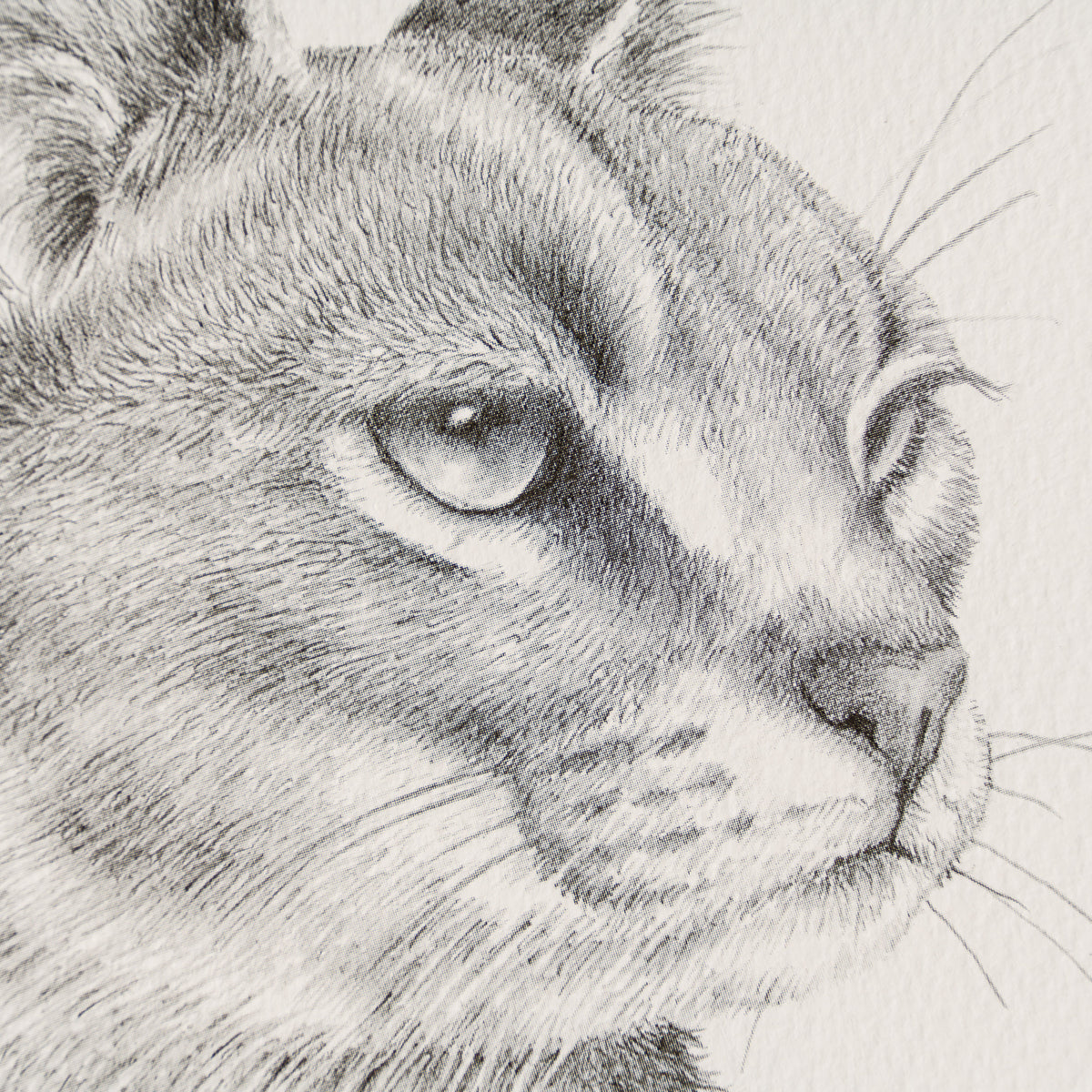 PHI SLE WWL 15880 Caracal Study P Hi 2