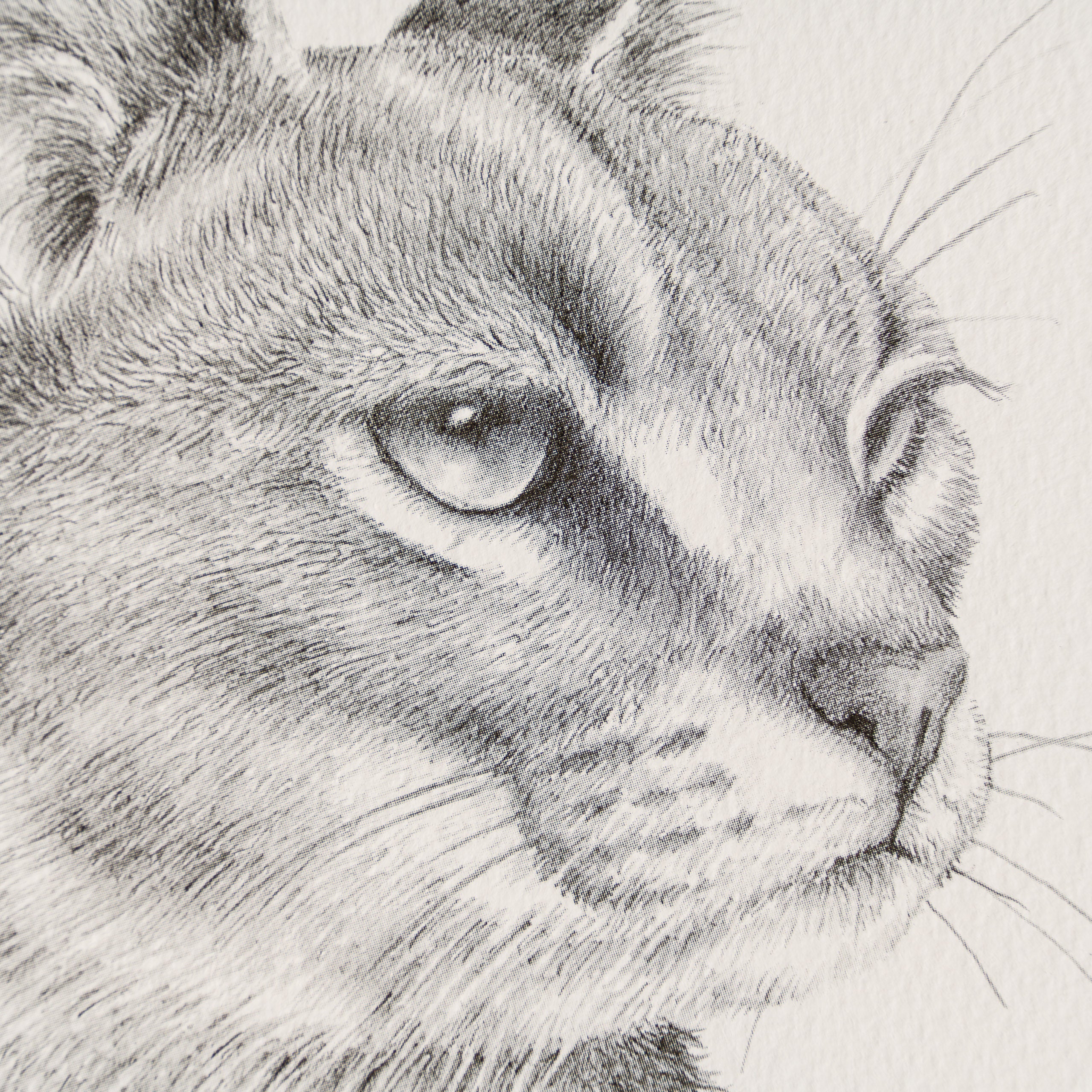 PHI SLE WWL 15880 Caracal Study P Hi 2